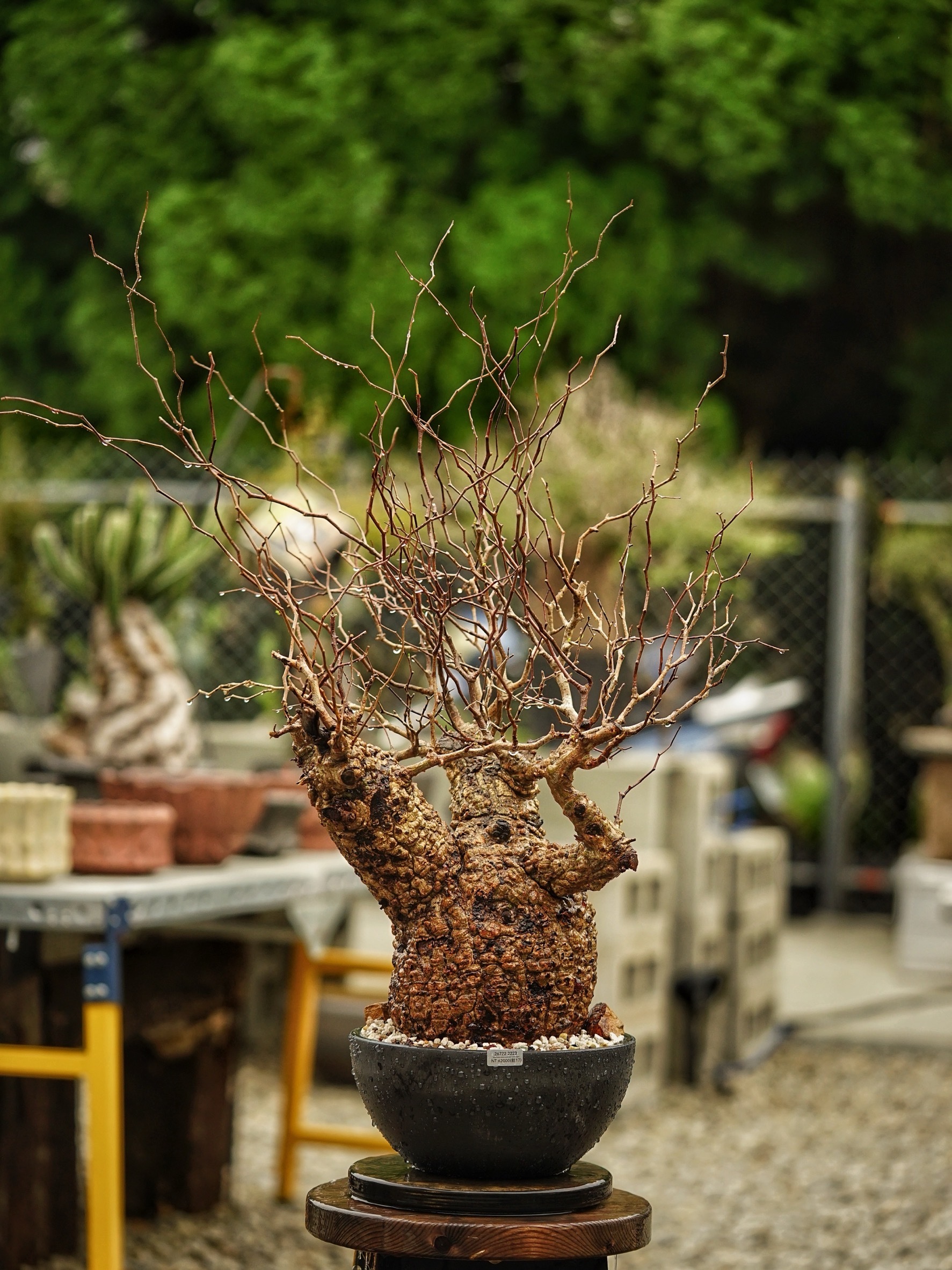 image_F4B72F62-0331-4634-AE91-2D176718E766_1785489482