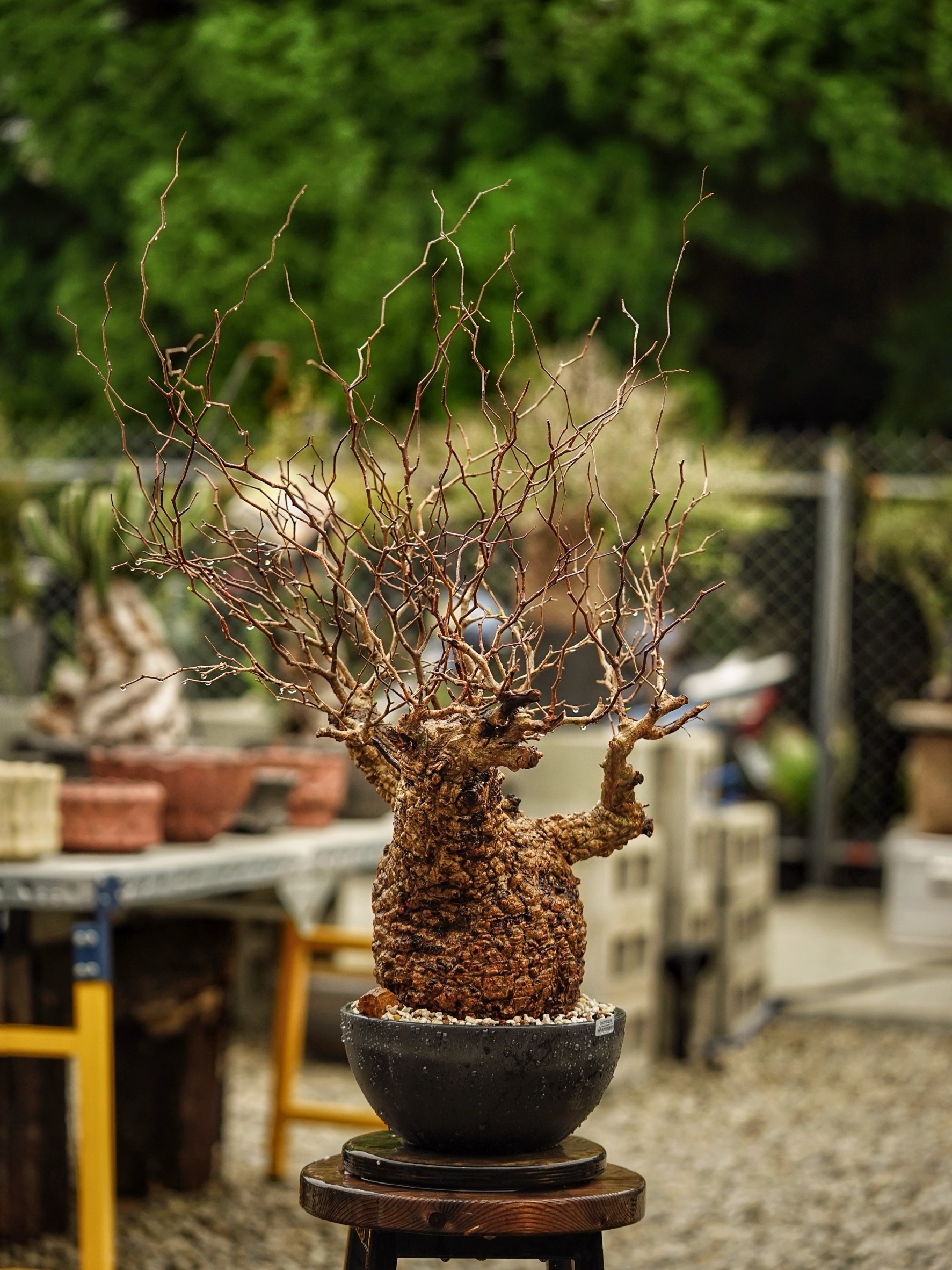 image_C32EC255-3C5D-4A98-B706-E9F2CF9E0E4C_1785489482