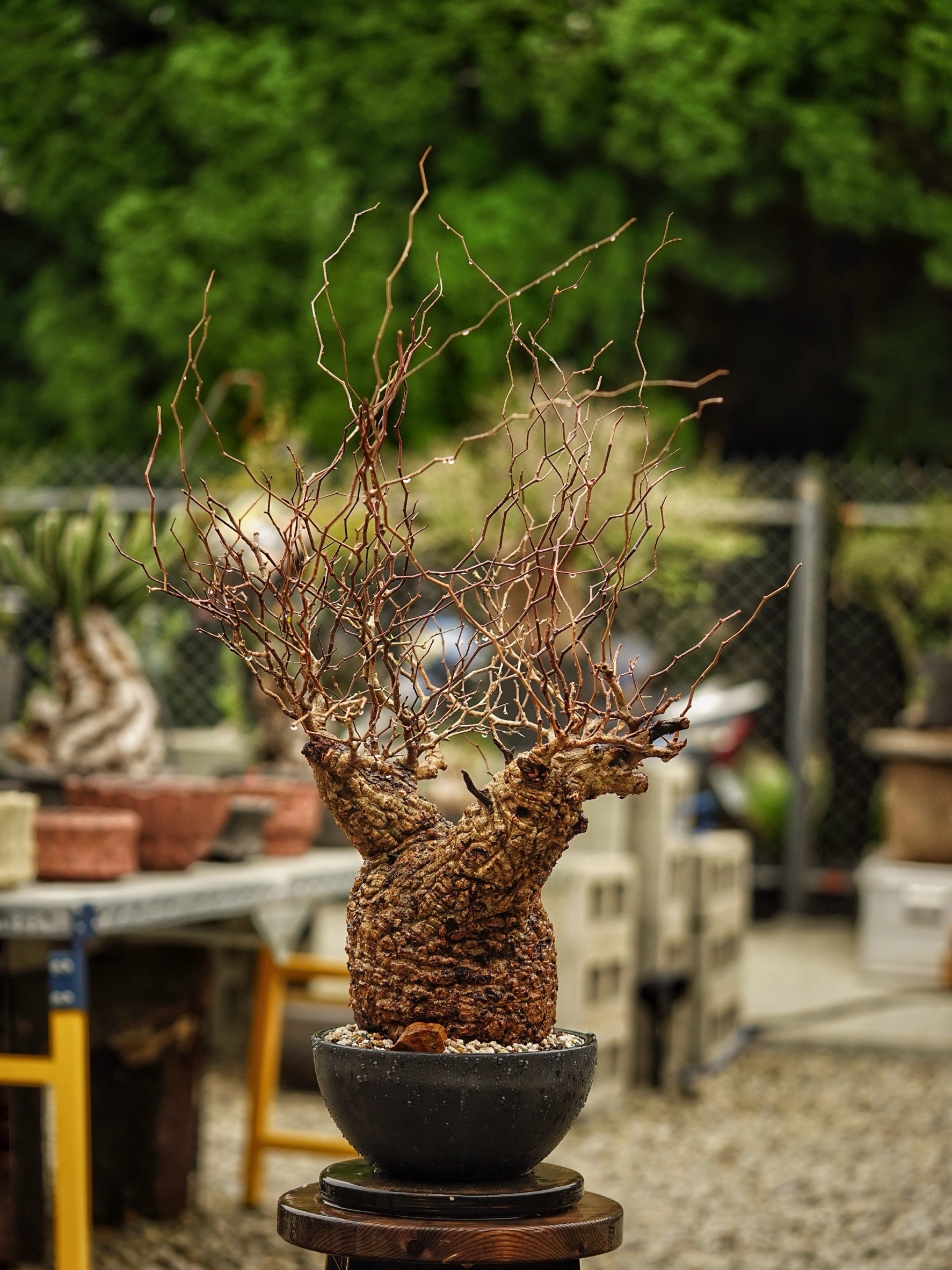 image_8C036264-27FE-4CB0-B34B-56D46CD52F2F_1785489482