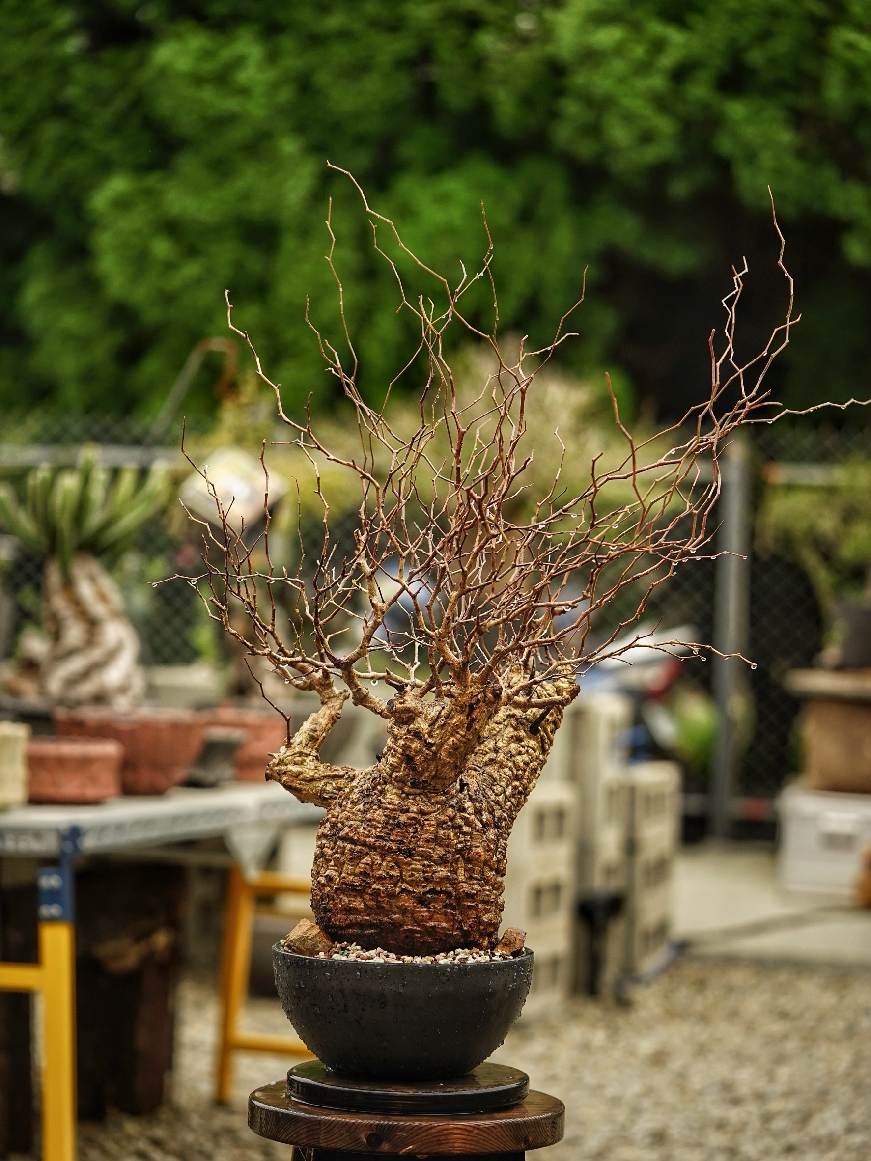 image_A39F10D1-9999-44B1-852D-51324F6540D1_1785489482