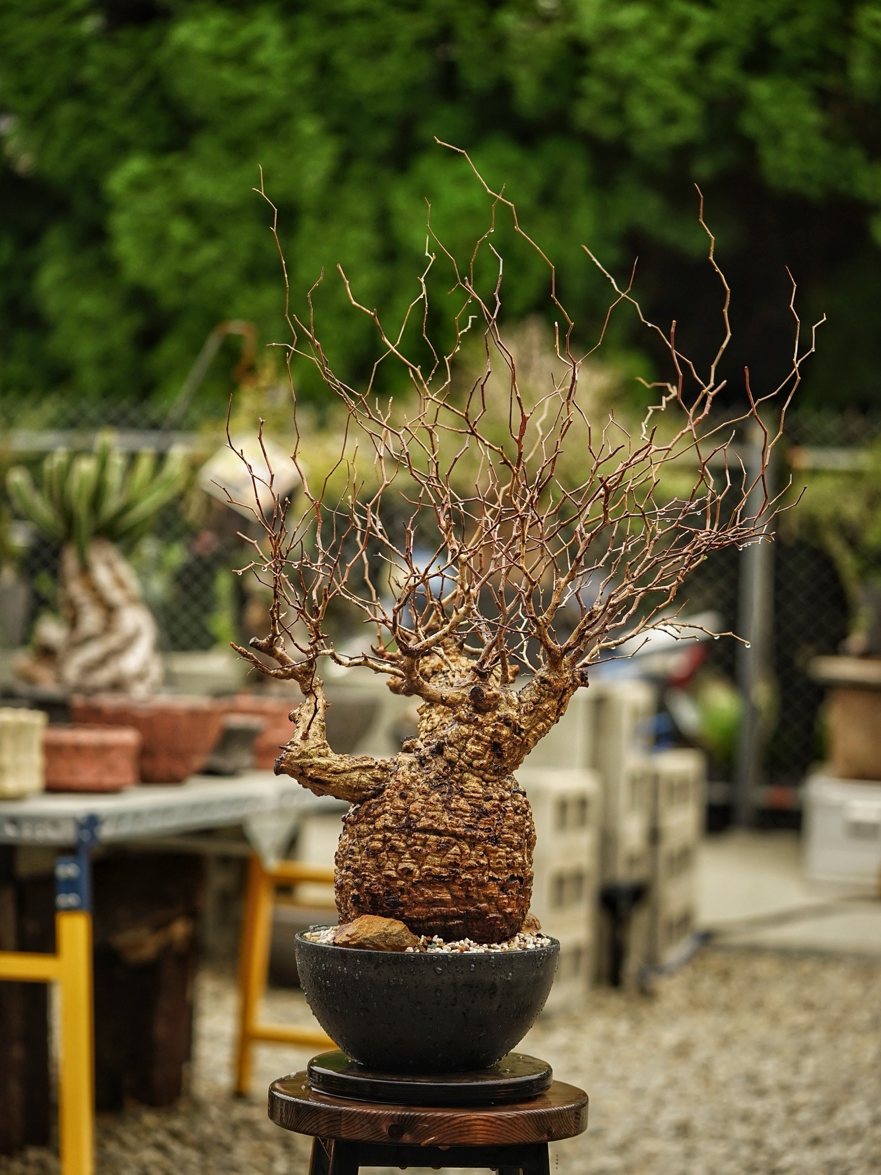 image_0751E052-EF45-4D9C-AC99-F2B0B8DD1E19_1785489482