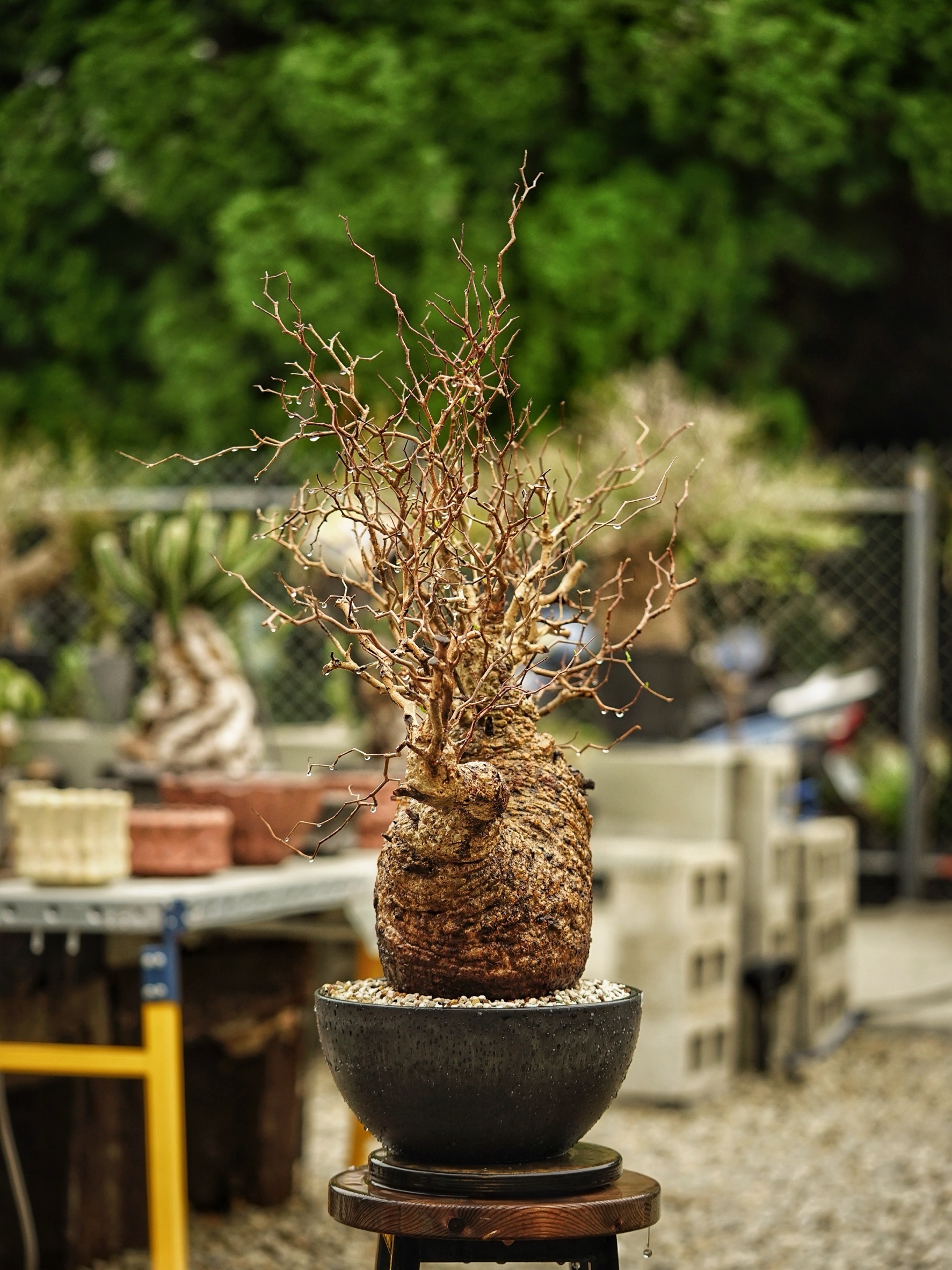 image_2FE28643-F5DE-4F62-8583-A6289B48DF89_1785489700