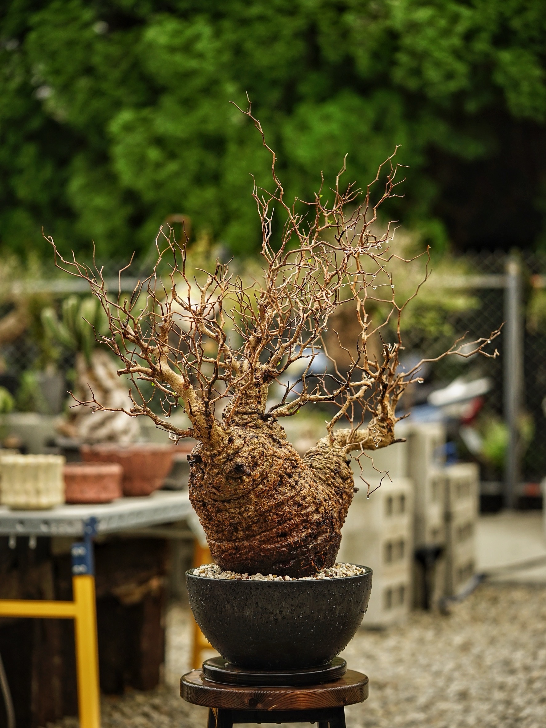 image_D61BC276-561D-4F99-B51C-18407AF7774E_1785489700