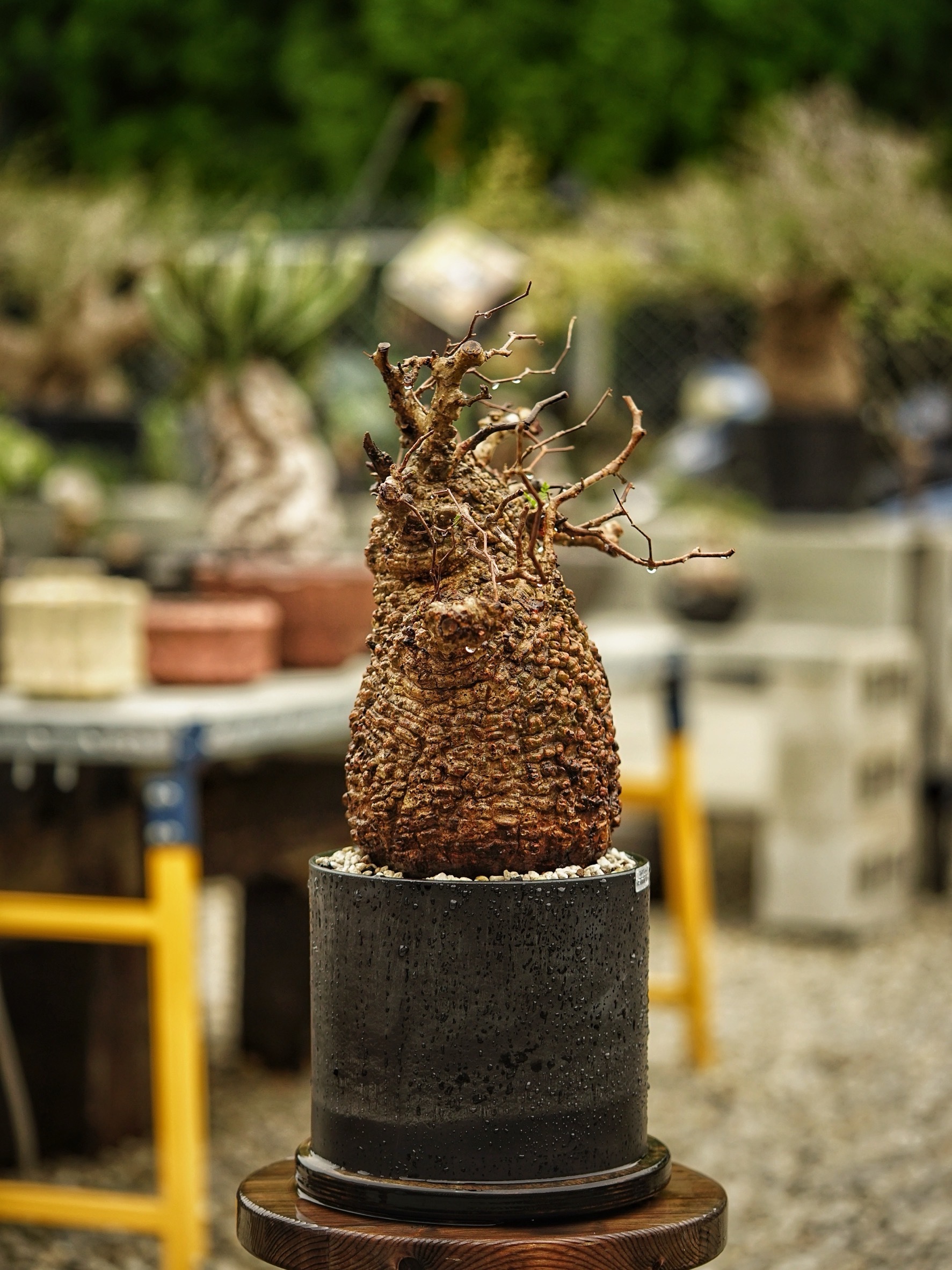 image_3828A6A5-E0F9-45E3-8552-44D9C6429A29_1785489791