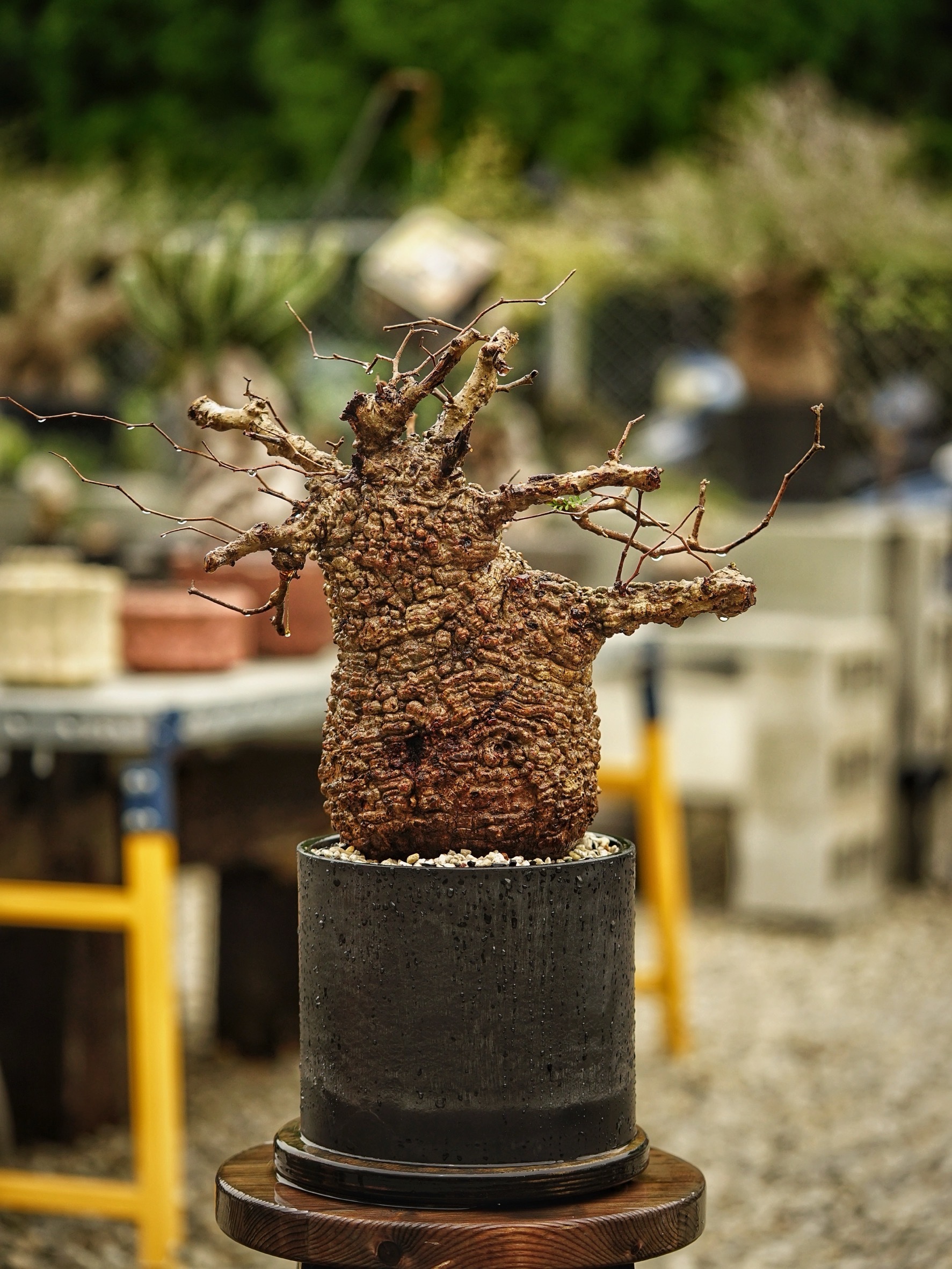 image_BC55BF71-9453-4727-8E4F-21A6E43906D7_1785489791