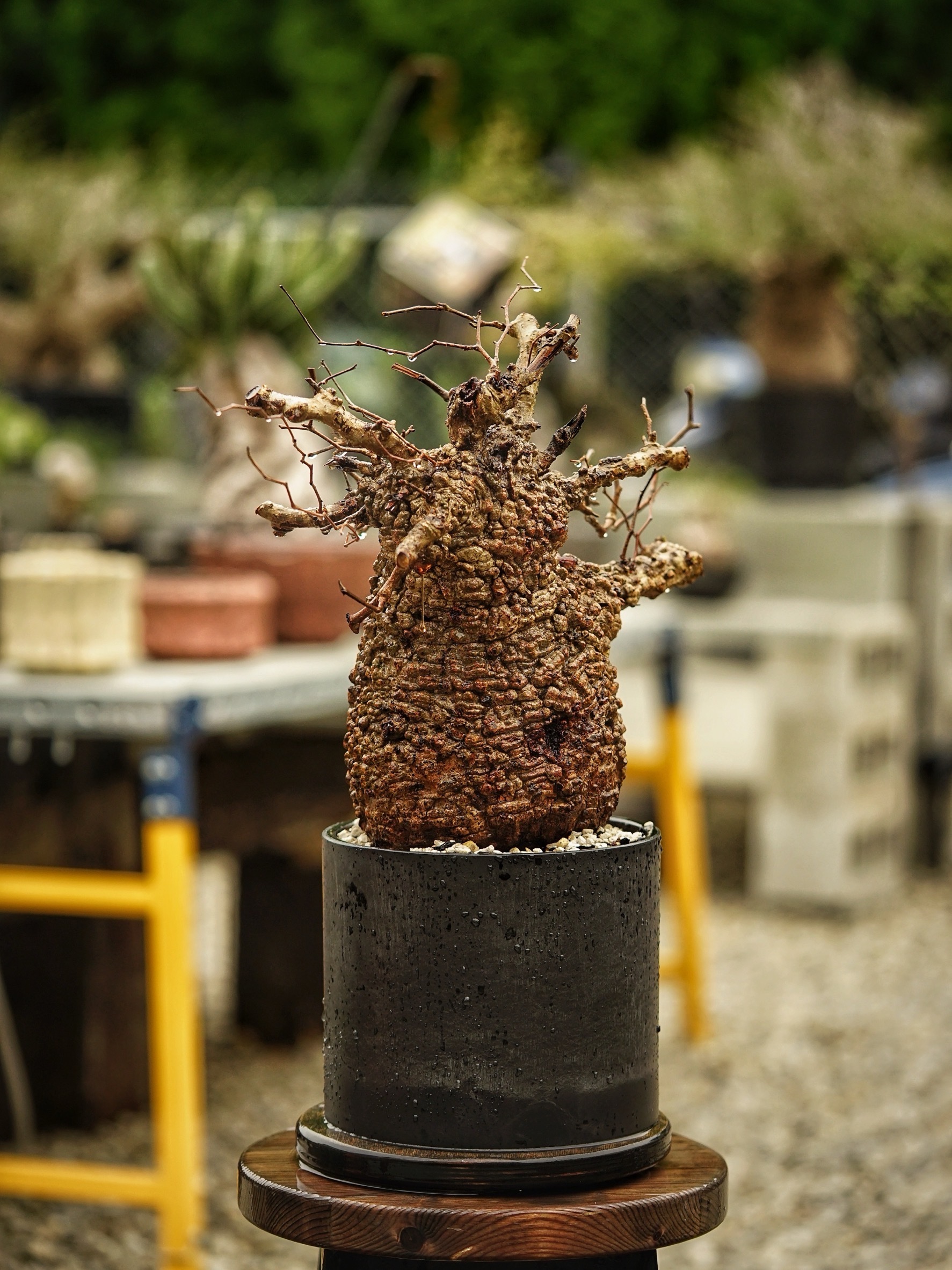 image_09620085-3D99-46C6-B744-DFB03EA6D9B3_1785489791