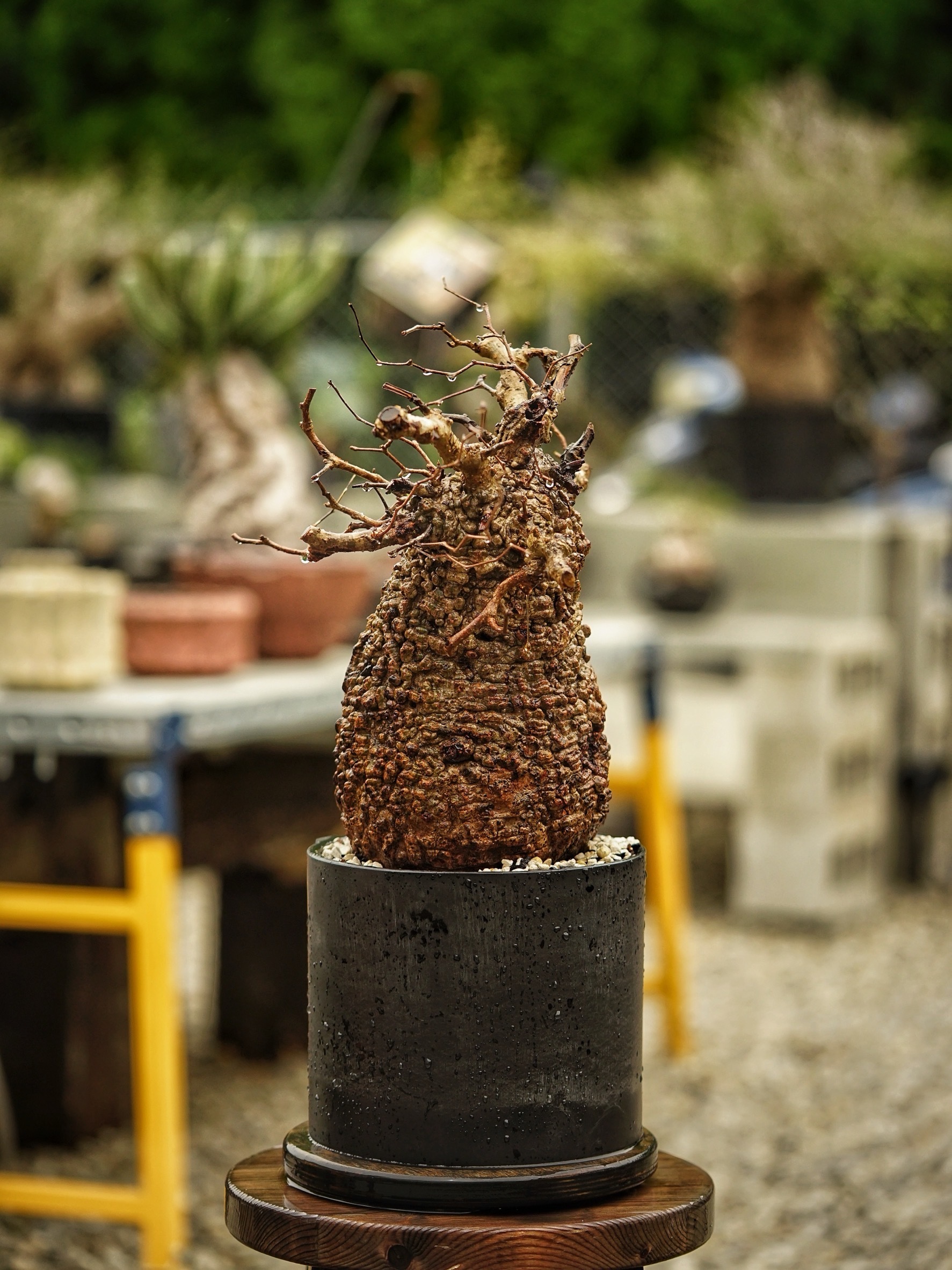image_24184D05-2838-4BB5-A841-8DD110BC665D_1785489791