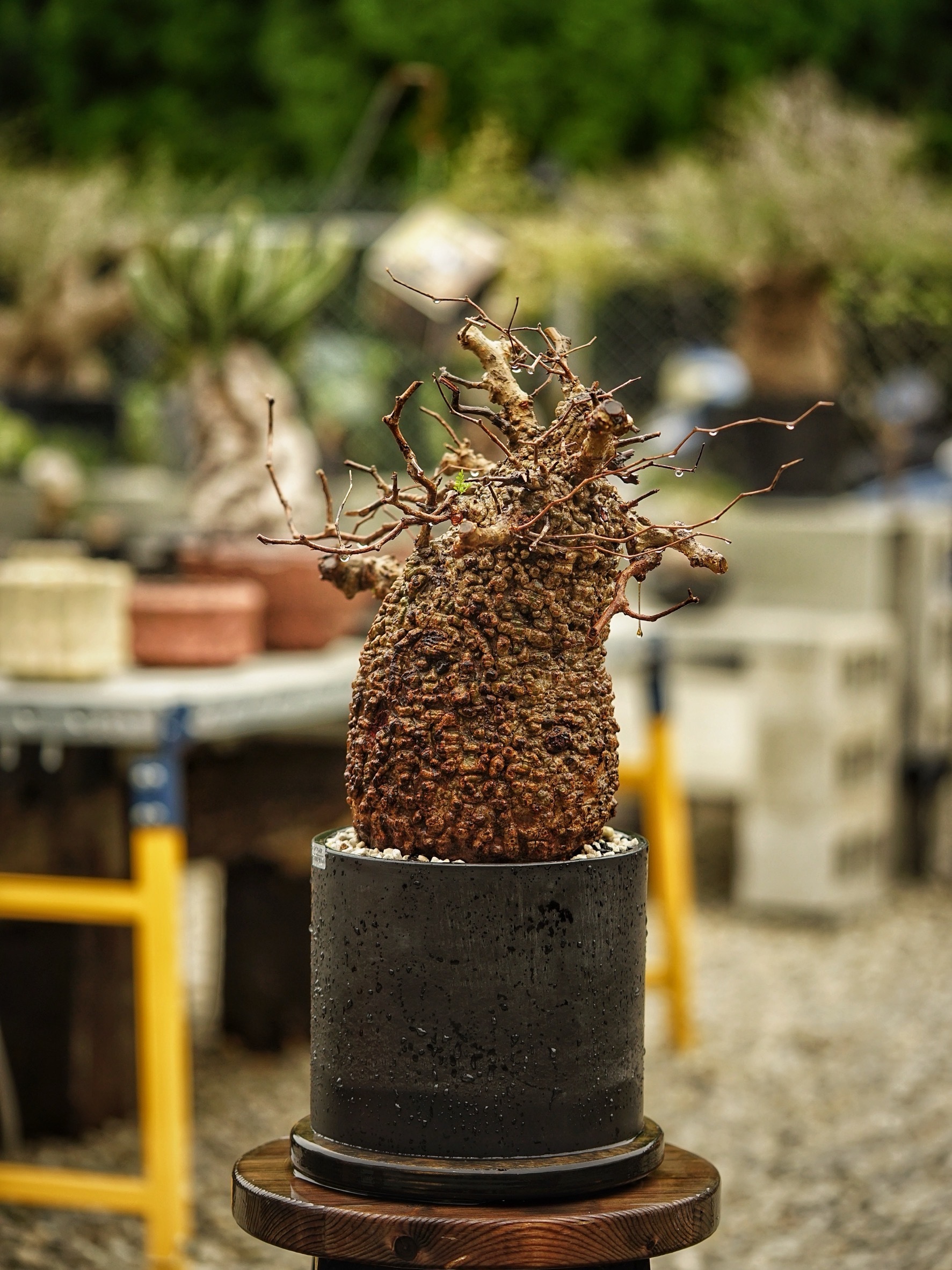 image_00E63692-D01F-407A-B534-0FFE095124BC_1785489791