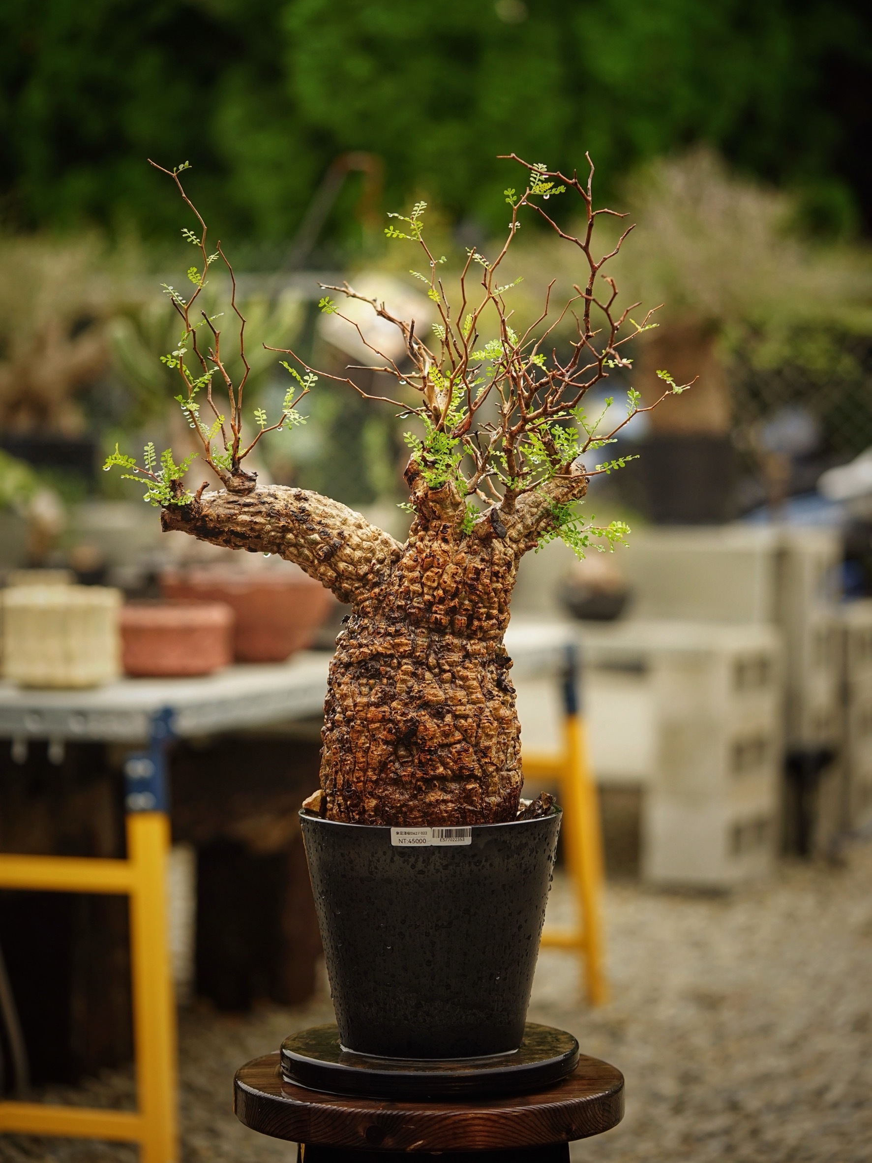 image_7D52B916-2A84-472D-8A91-61B0A9AD2060_1785500503