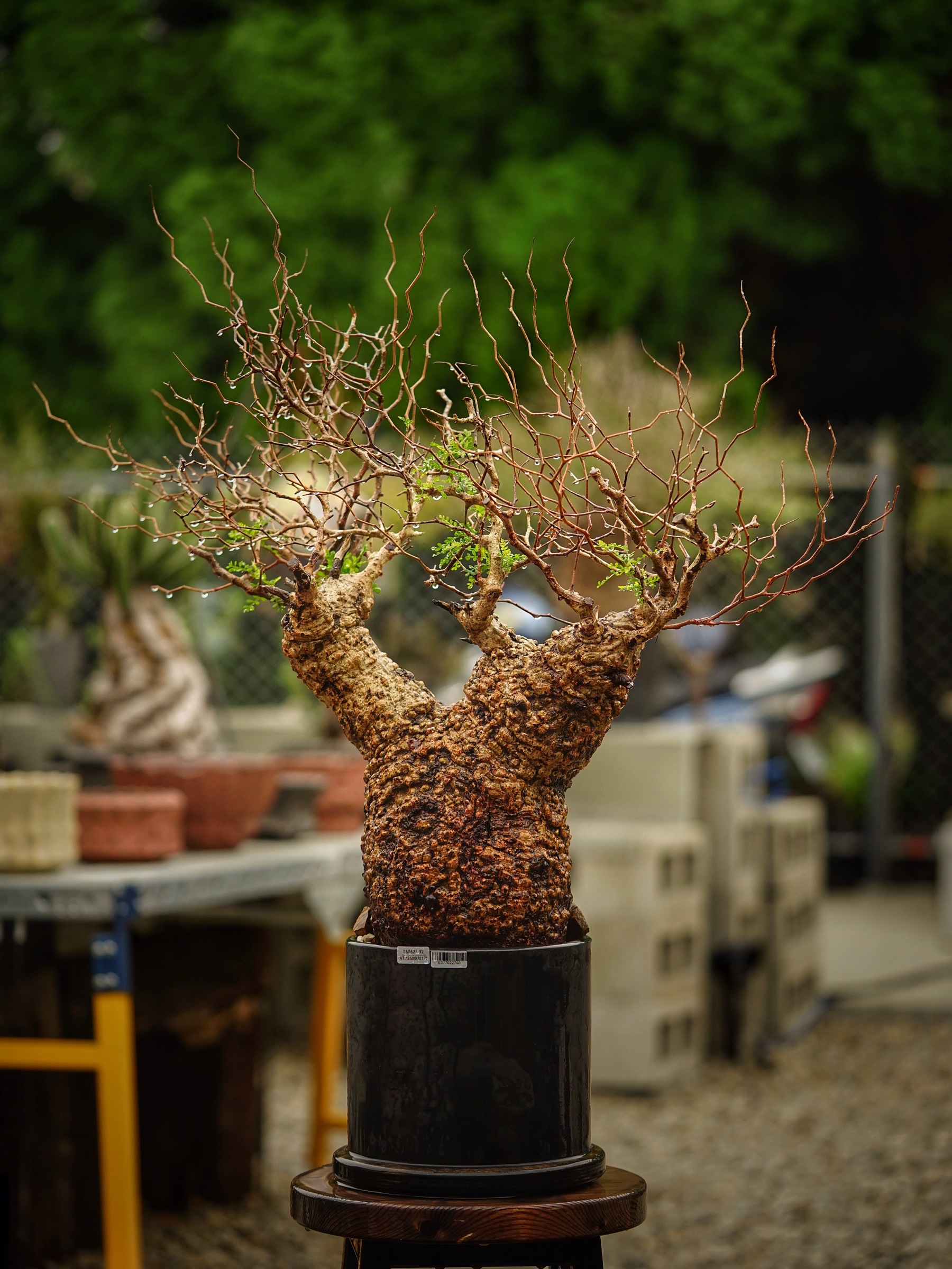 image_4BA60028-F055-4C1E-8DF2-8BDC1F6DB352_1785500589