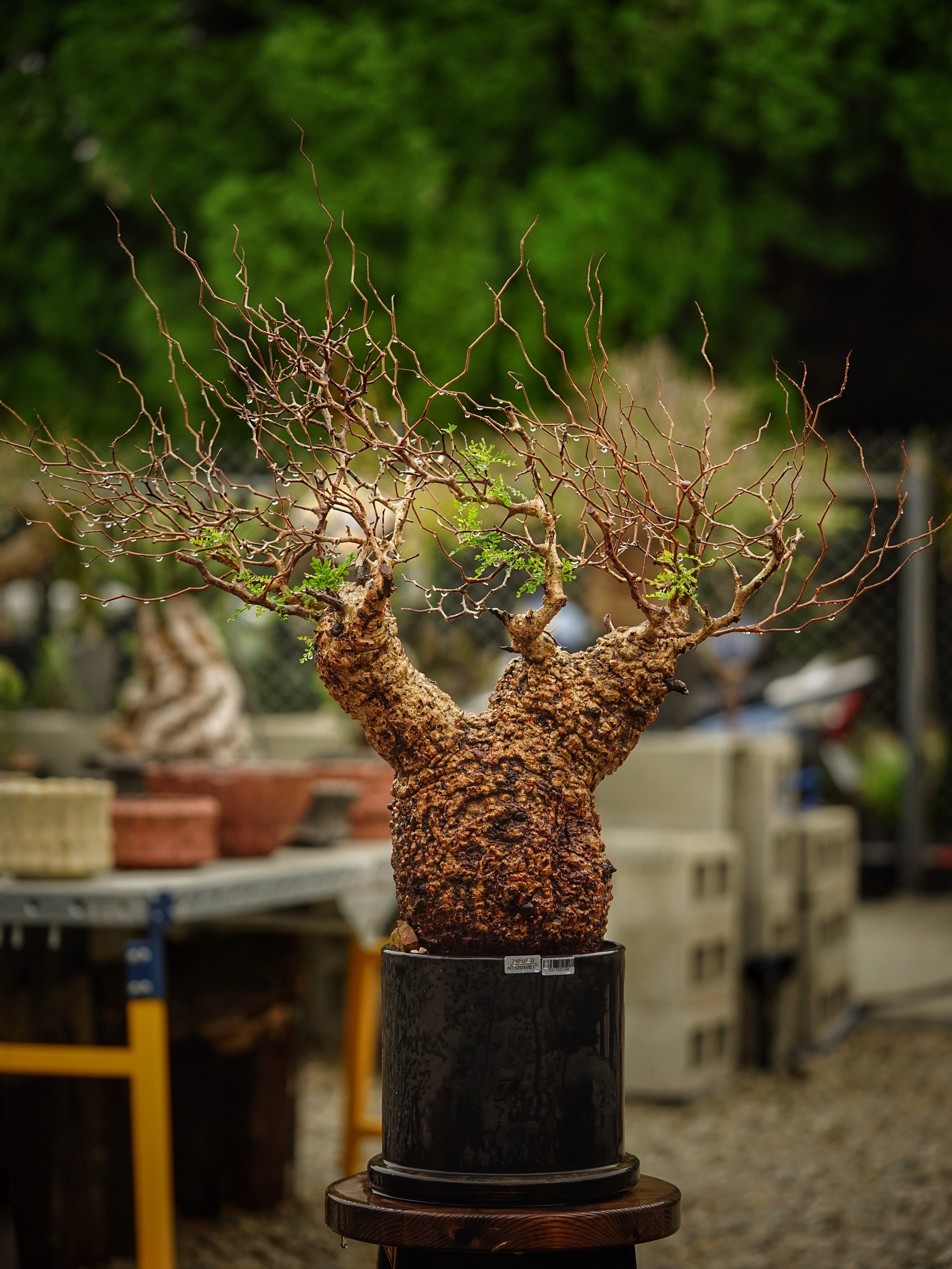 image_4789D4DB-1433-40DA-B901-02AC9FB7E03E_1785500589