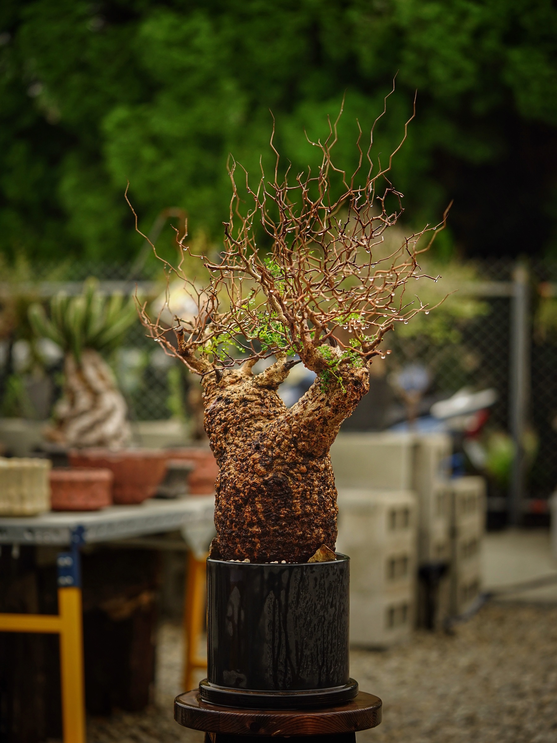 image_B4BD1053-CC00-40F0-BBF4-A1DD4BF0078C_1785500589