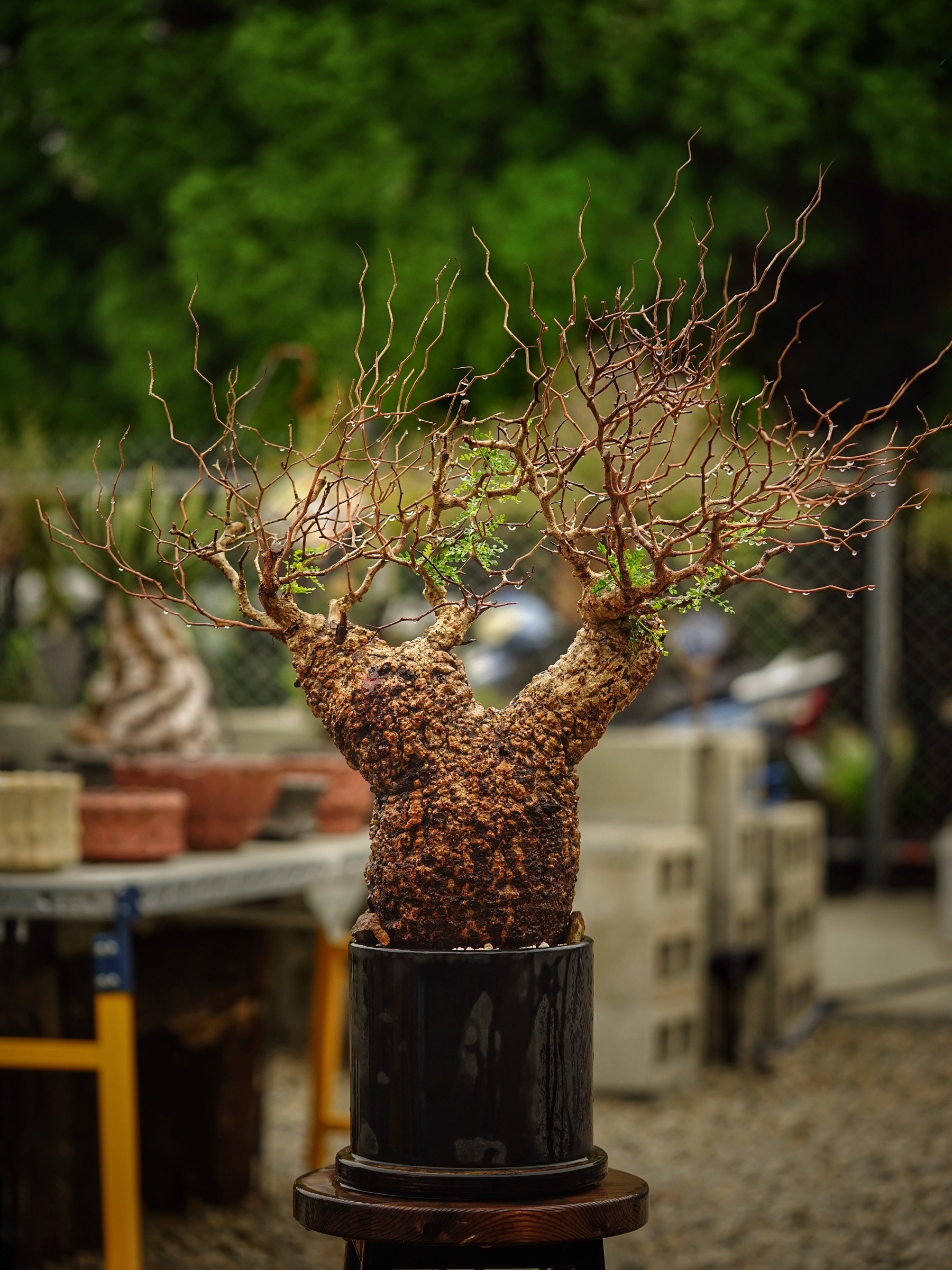 image_095FC64D-860B-44F8-901B-29496BE5C561_1785500589