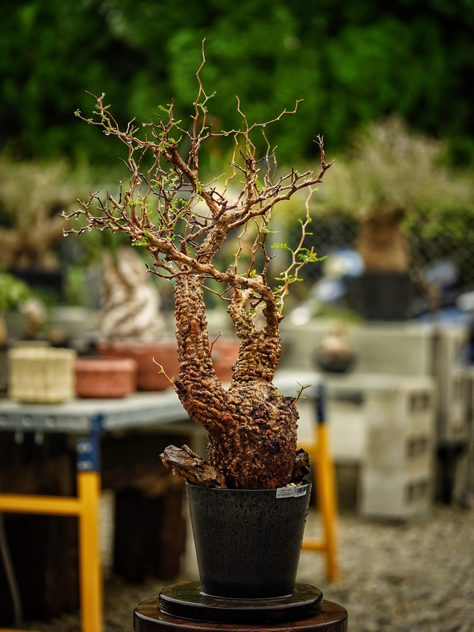 image_4C717DBD-414F-42ED-A8E5-2CCDCBDE7E7B_1785500696