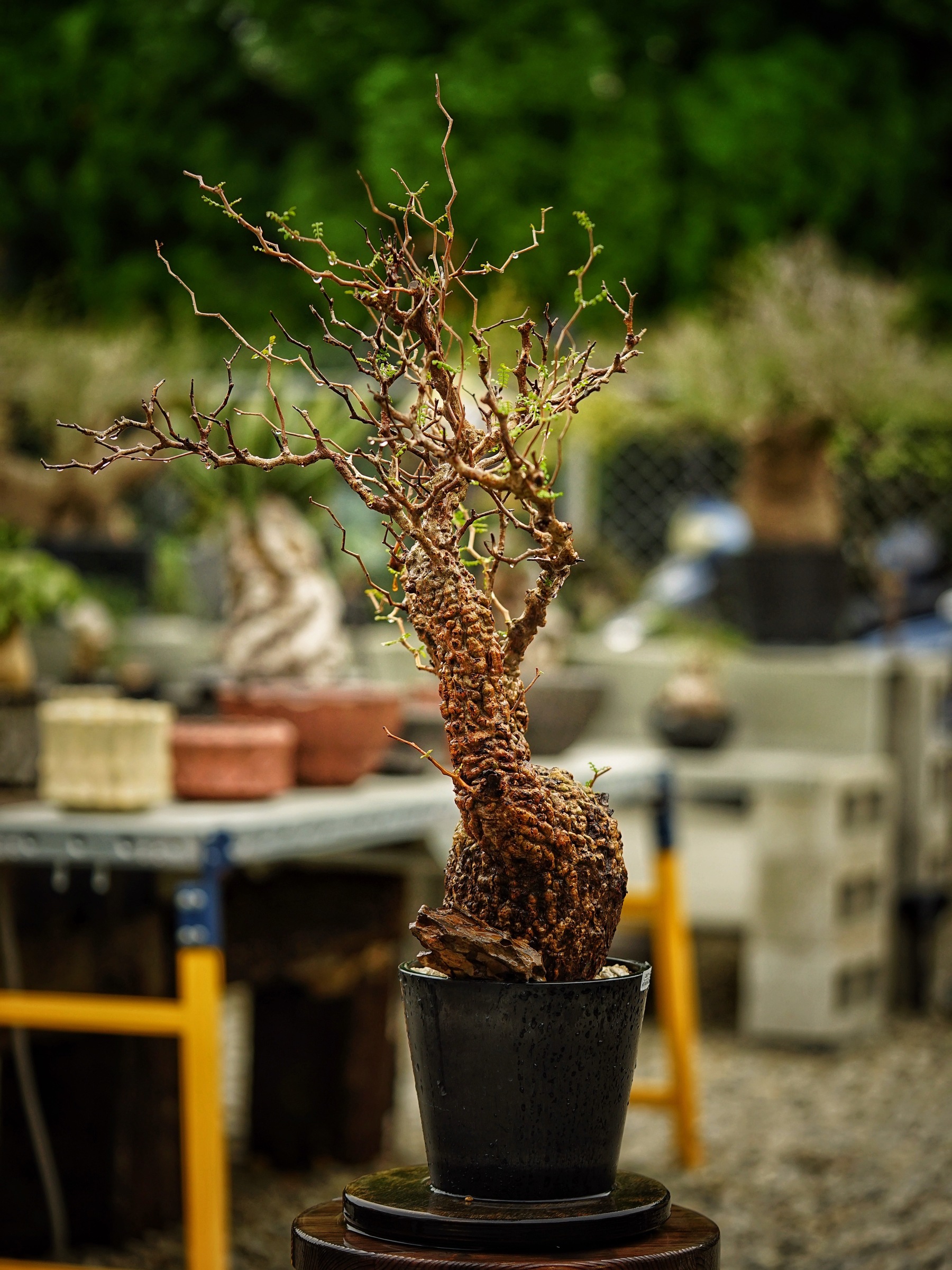 image_DEF30517-8BE6-46D9-A4B8-313C774D960C_1785500696