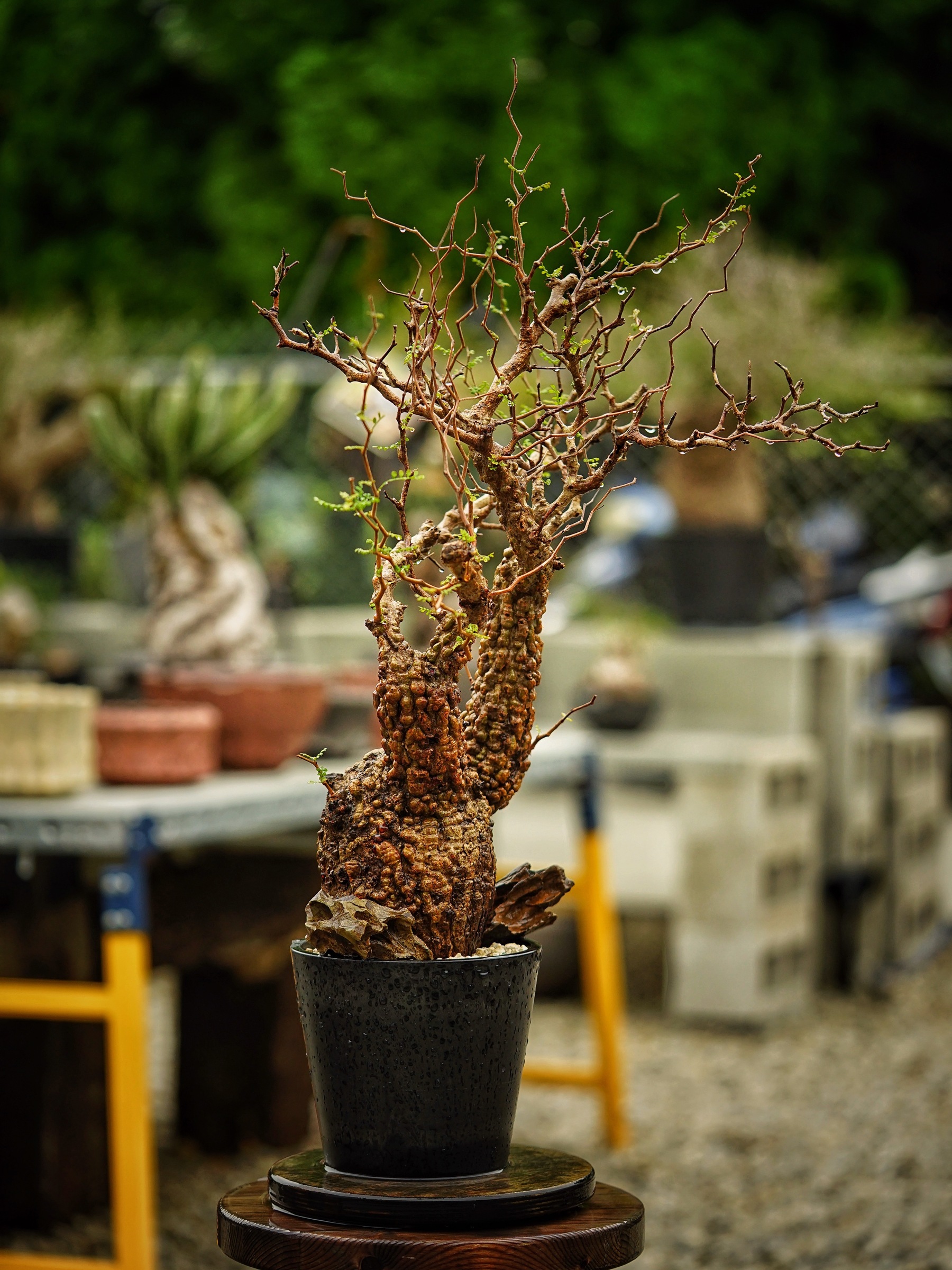 image_20260B23-CCF7-48E3-9C7D-430213B1AF9A_1785500696
