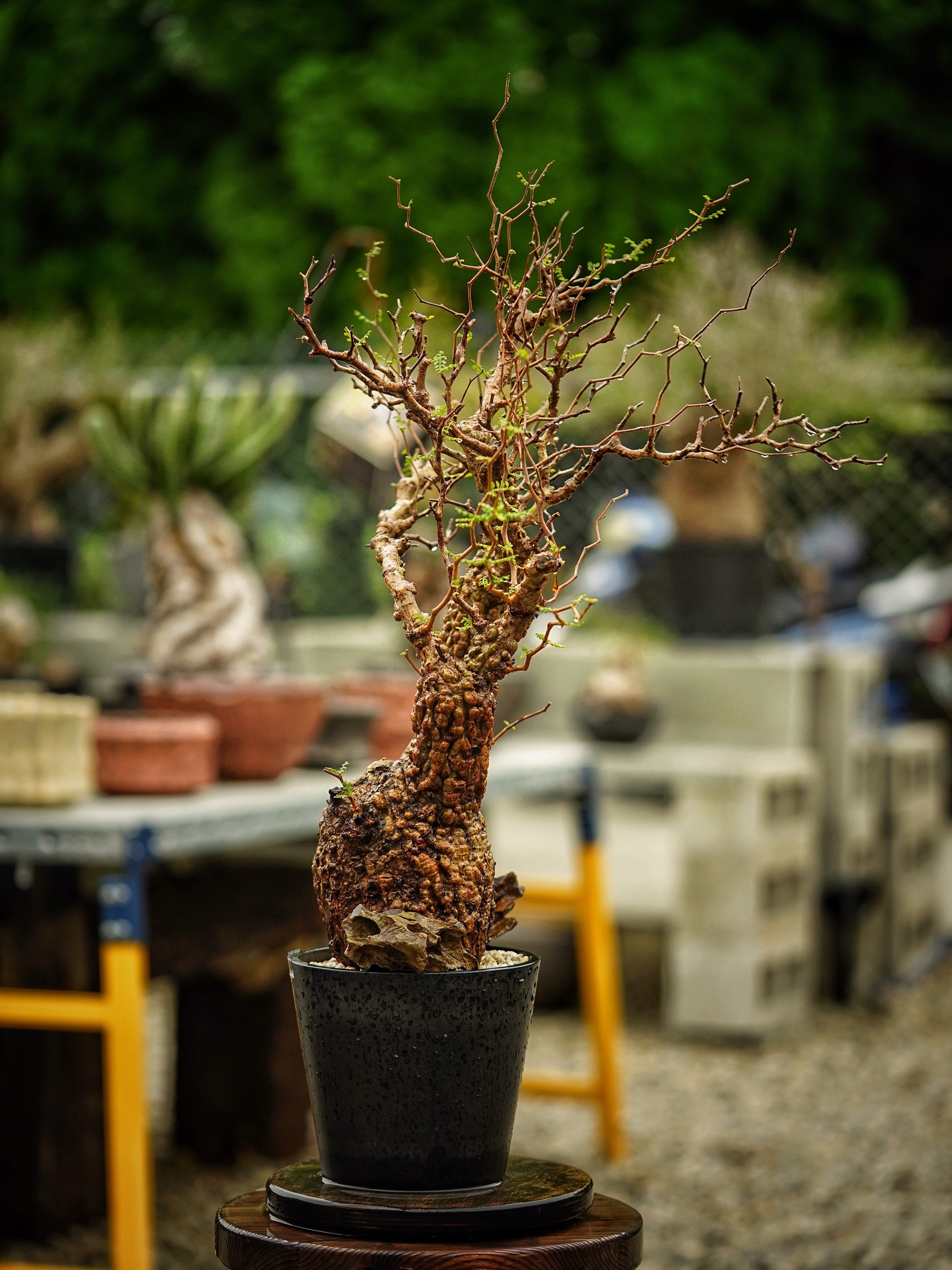 image_D63A534A-3939-4D40-A4D7-8523FD6FCC15_1785500696