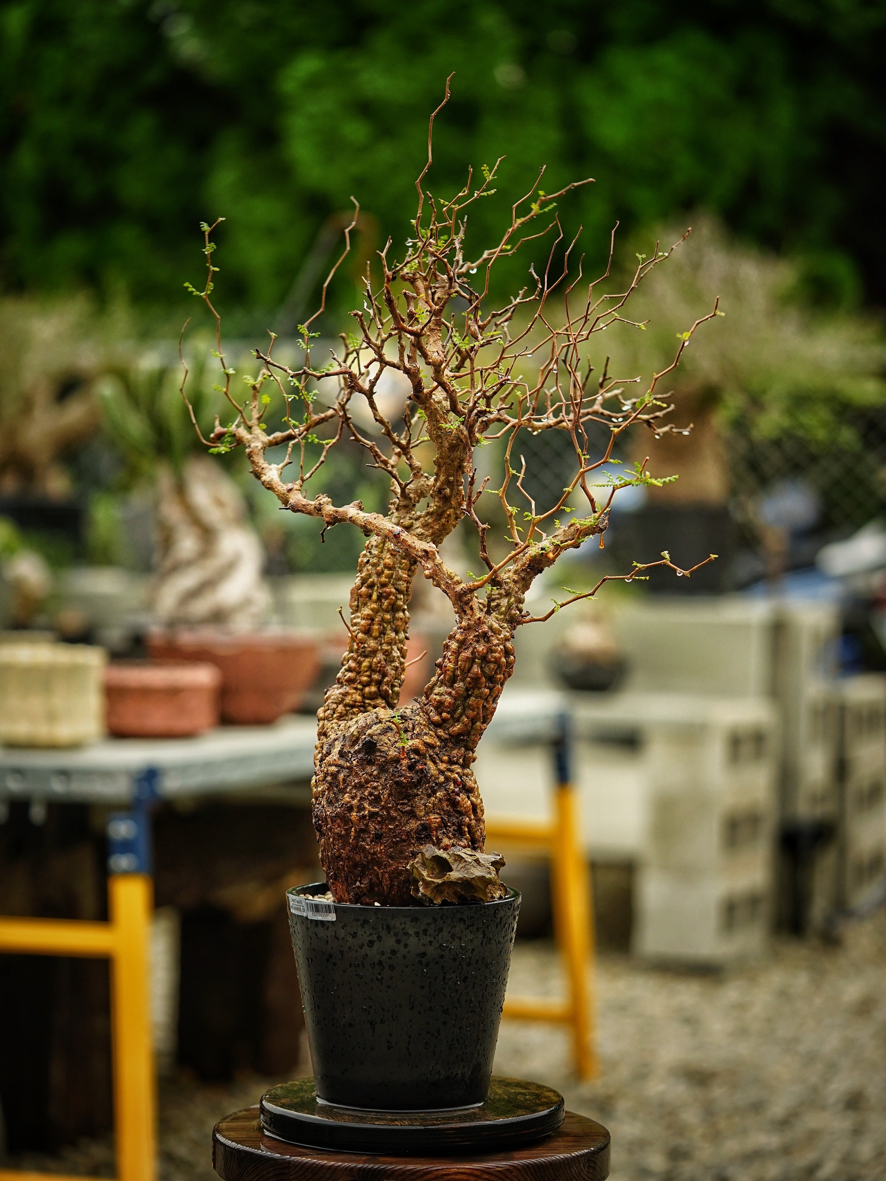 image_6E575705-21FA-4B22-83FB-B7DB1D29B80F_1785500696