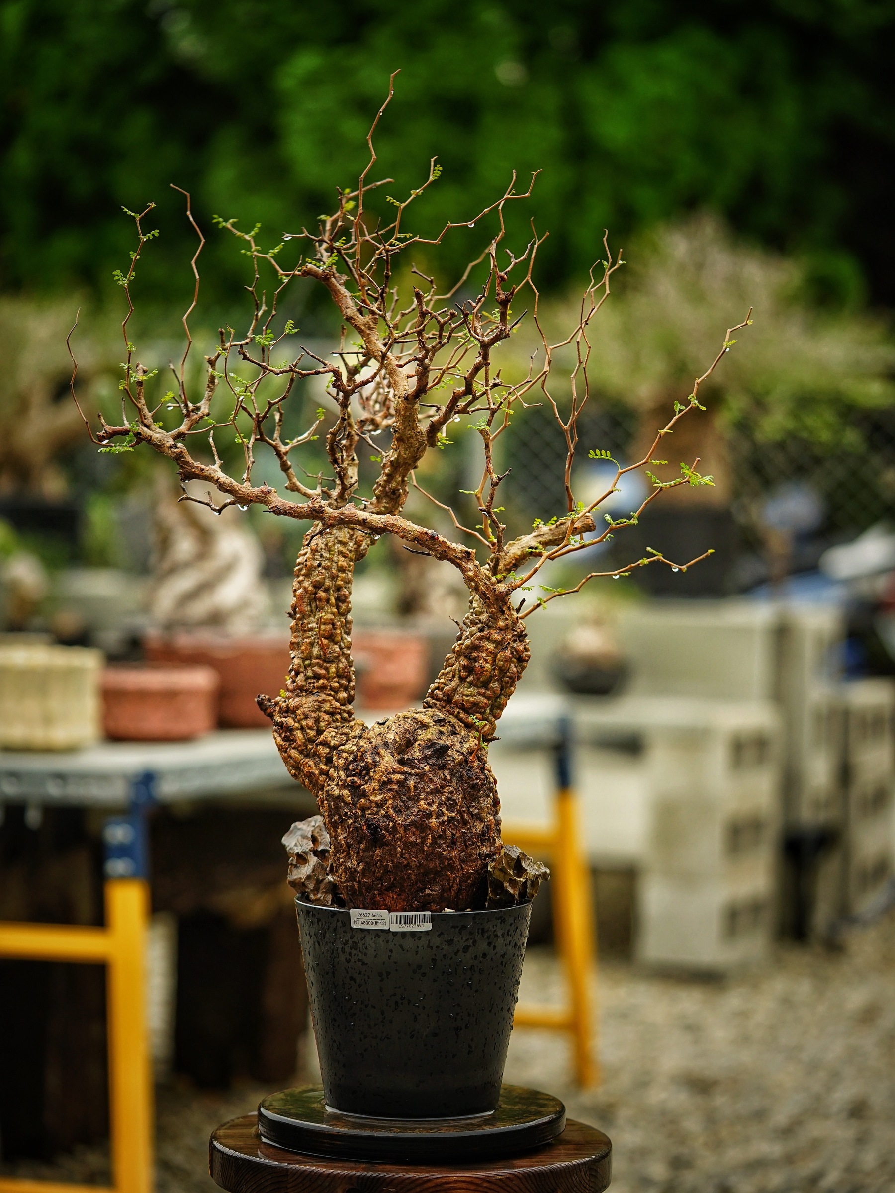 image_AE06171A-7140-4189-B8DE-D58CDBECB3E8_1785500696