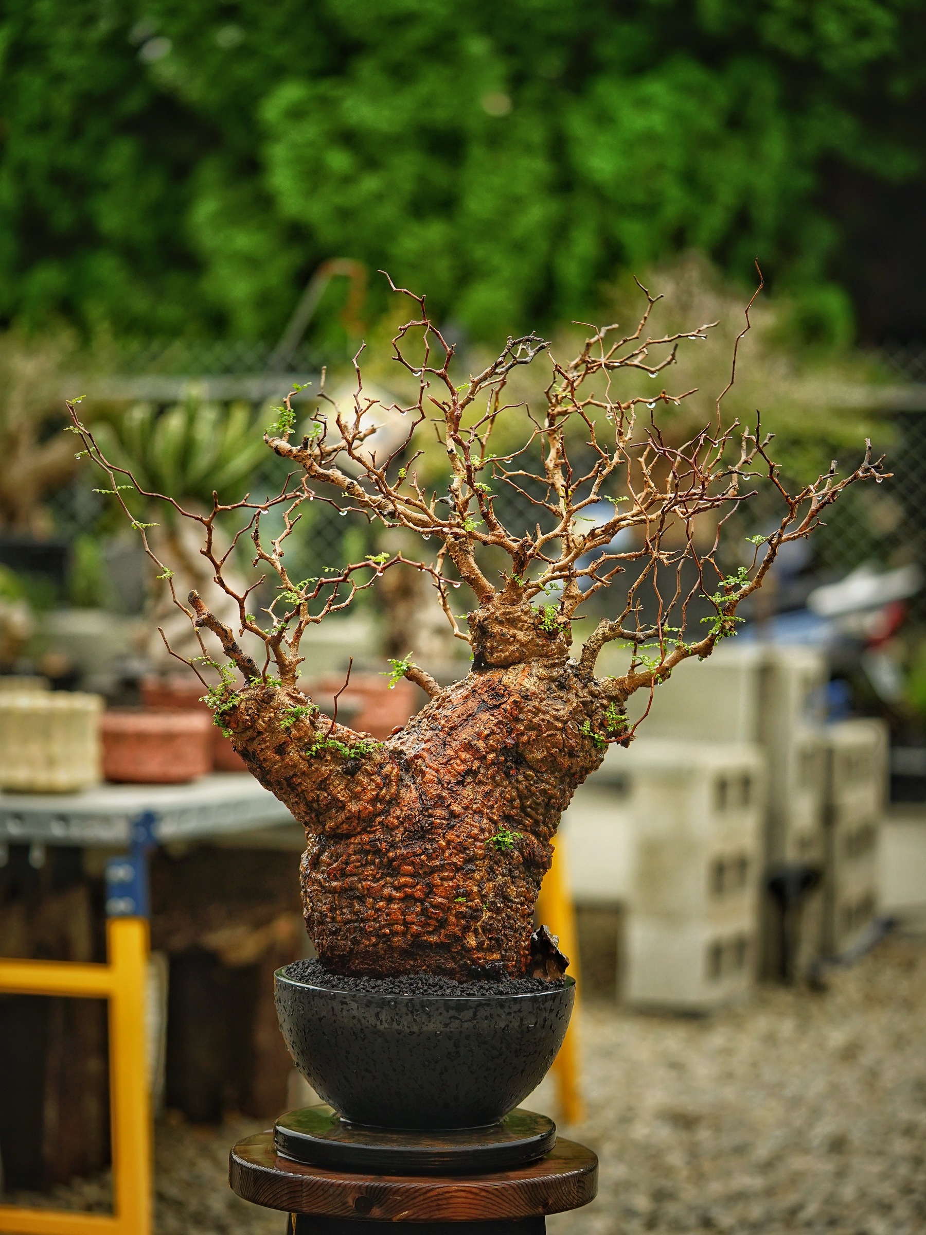 image_A83C8F98-7E71-4FF0-A56D-D58AADABB861_1785500787