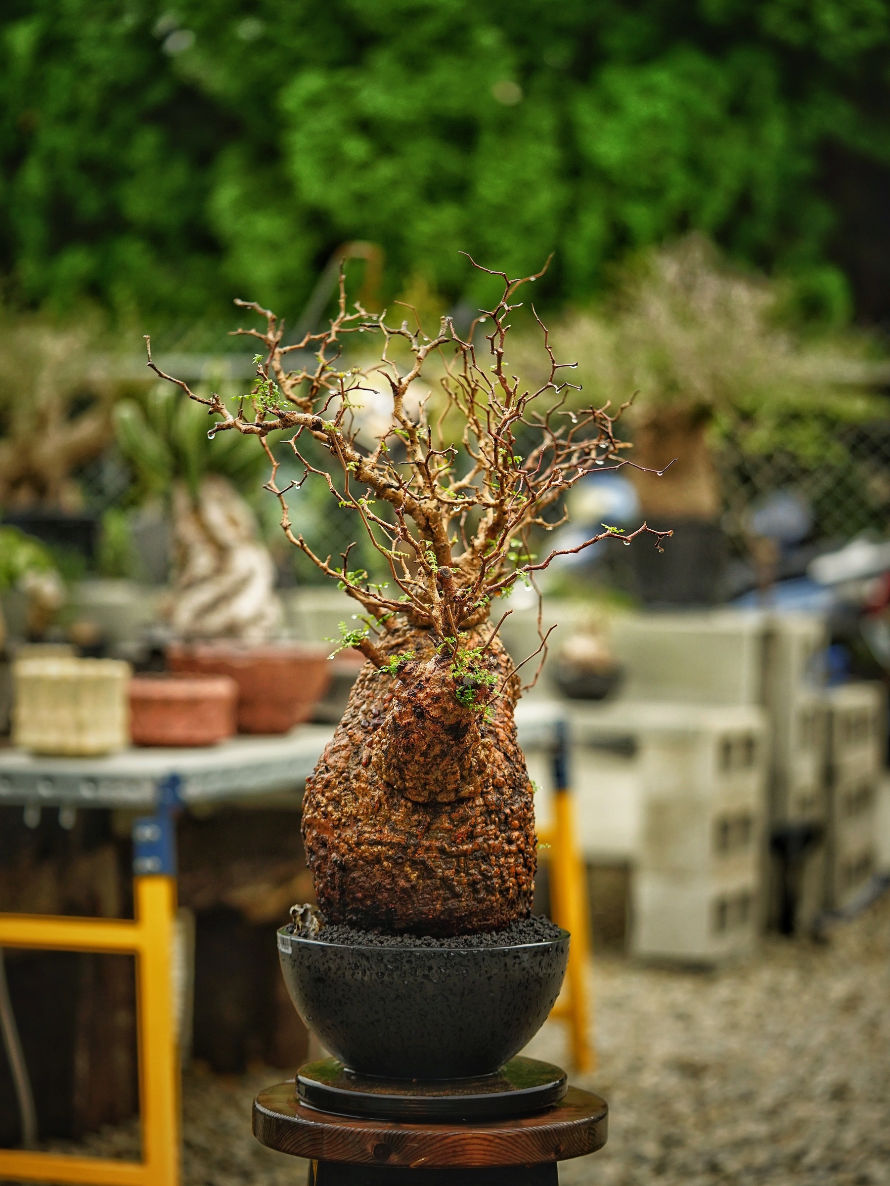 image_AC11D98F-4ED0-4E3E-BE04-BDAAB517674A_1785500787