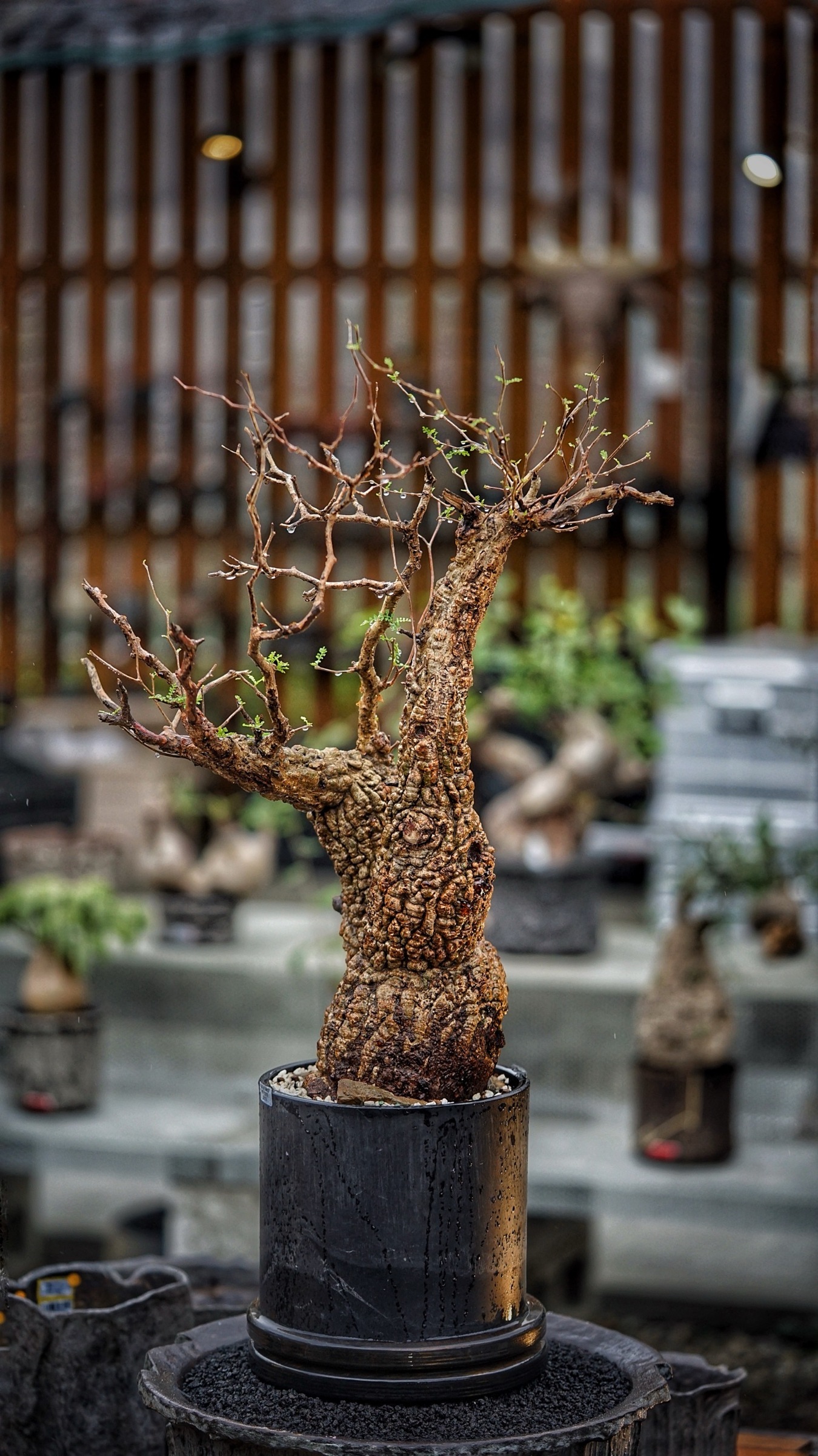 image_F143C3ED-4E98-4CD9-9158-B1624D78D9E9_1787387805