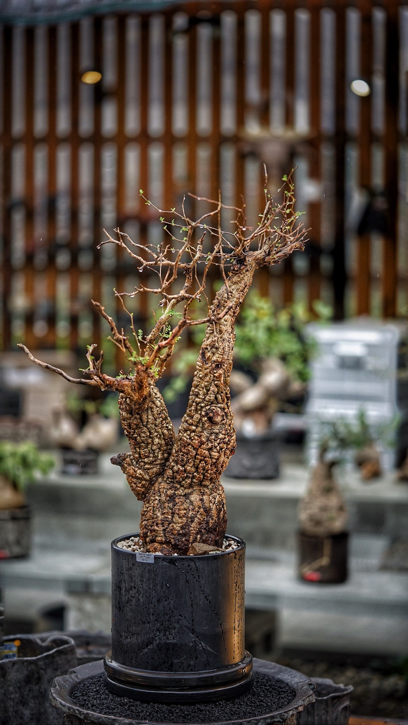 image_A09D2FEB-8CFE-4888-BB48-77B52BB0D6A0_1787387805