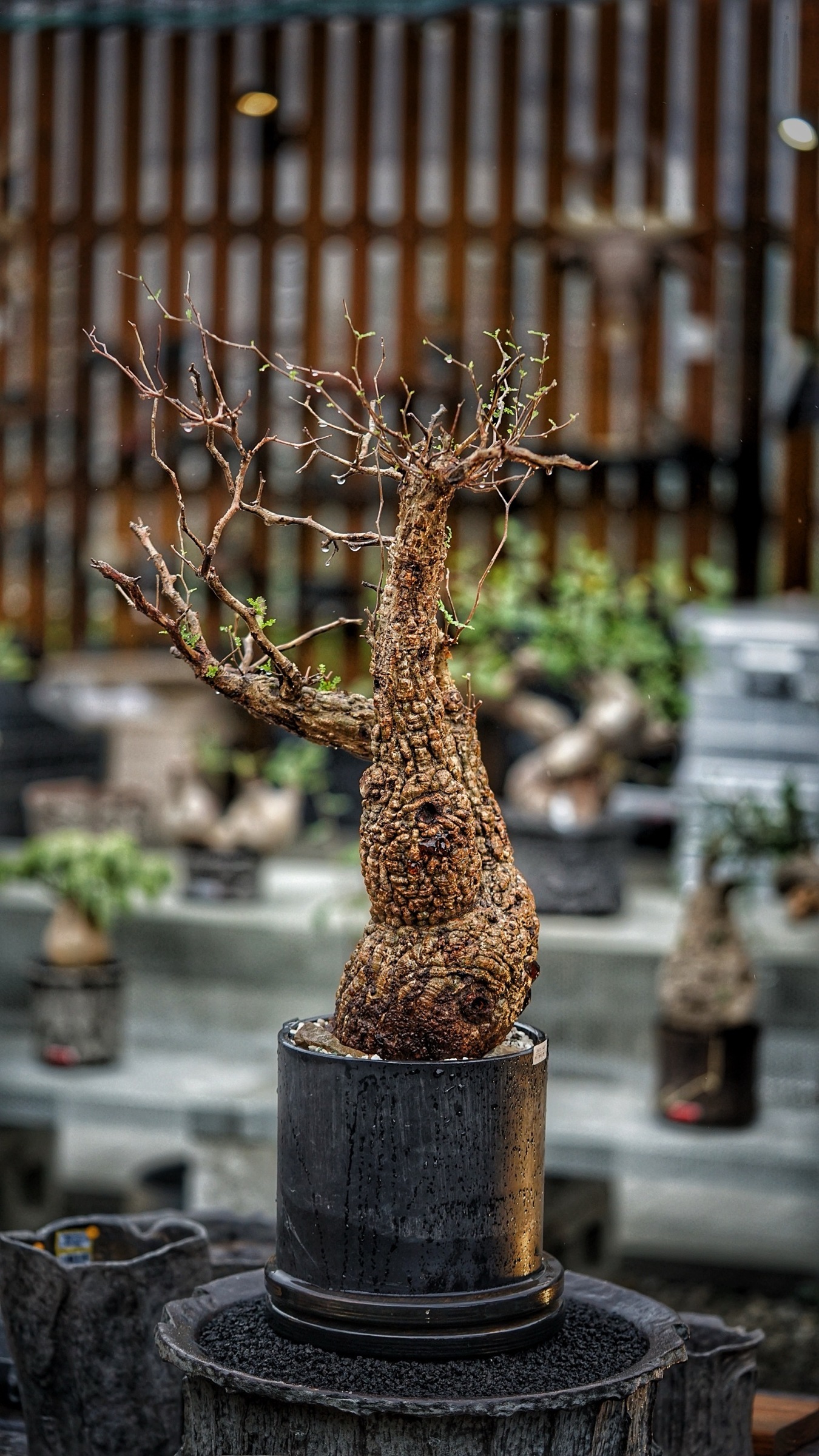 image_E34E9EAD-227C-4BB4-8638-36AF8B79DE7A_1787387805