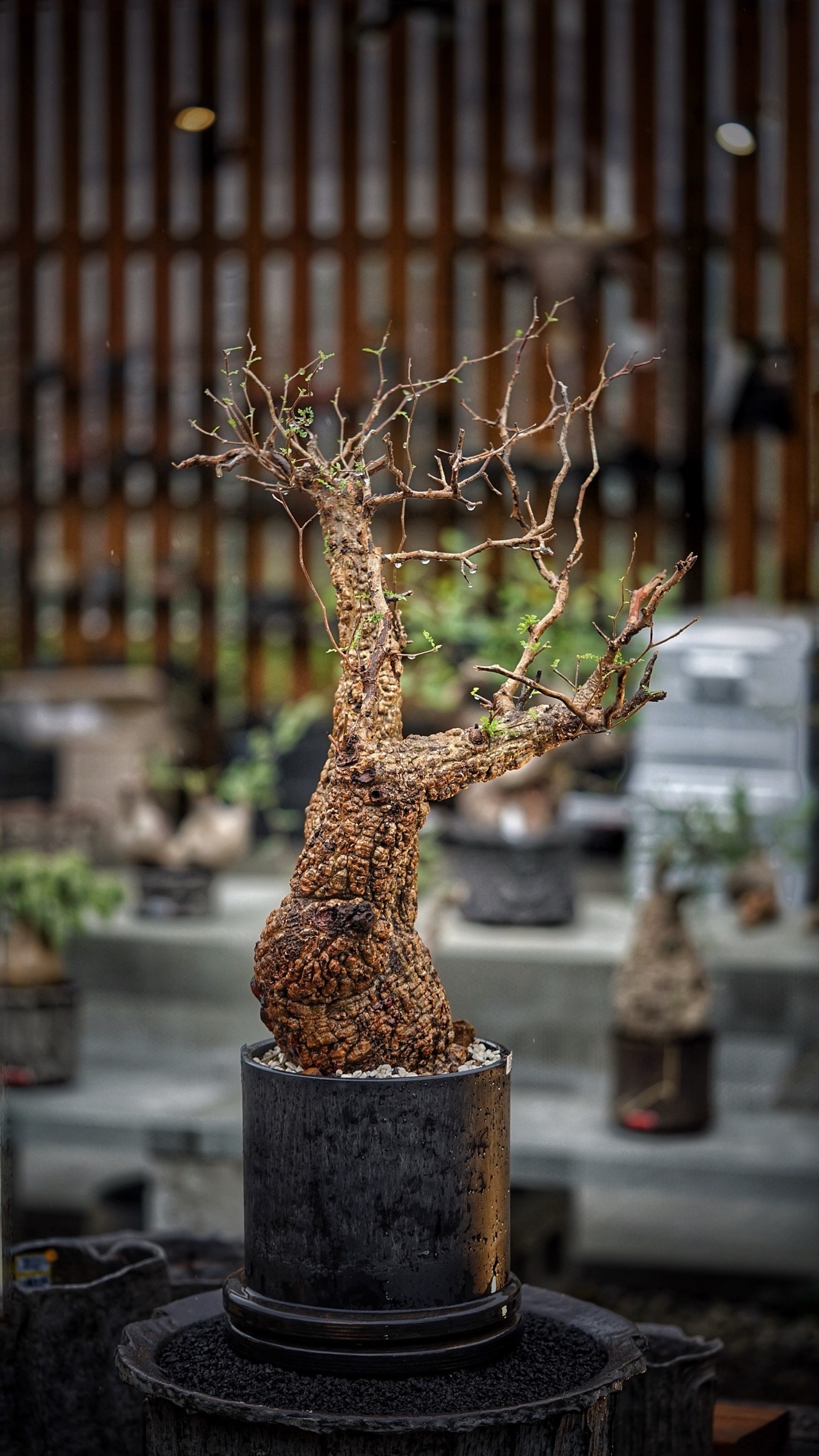 image_2A680ED7-C8FC-4B65-AE73-4625CFE11D09_1787387805