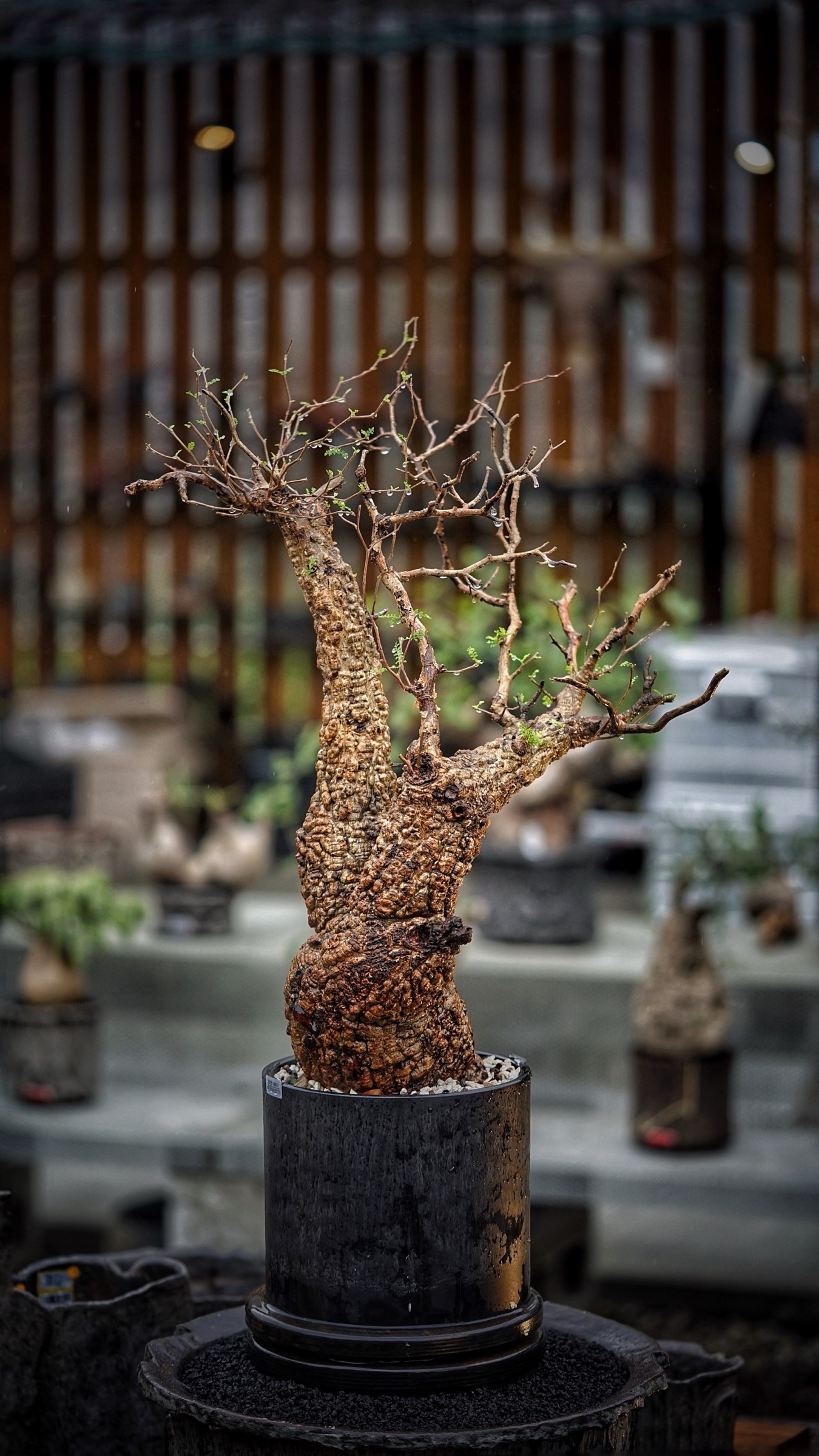 image_C5998F57-091A-45E2-A2D8-78B7D42E839E_1787387805