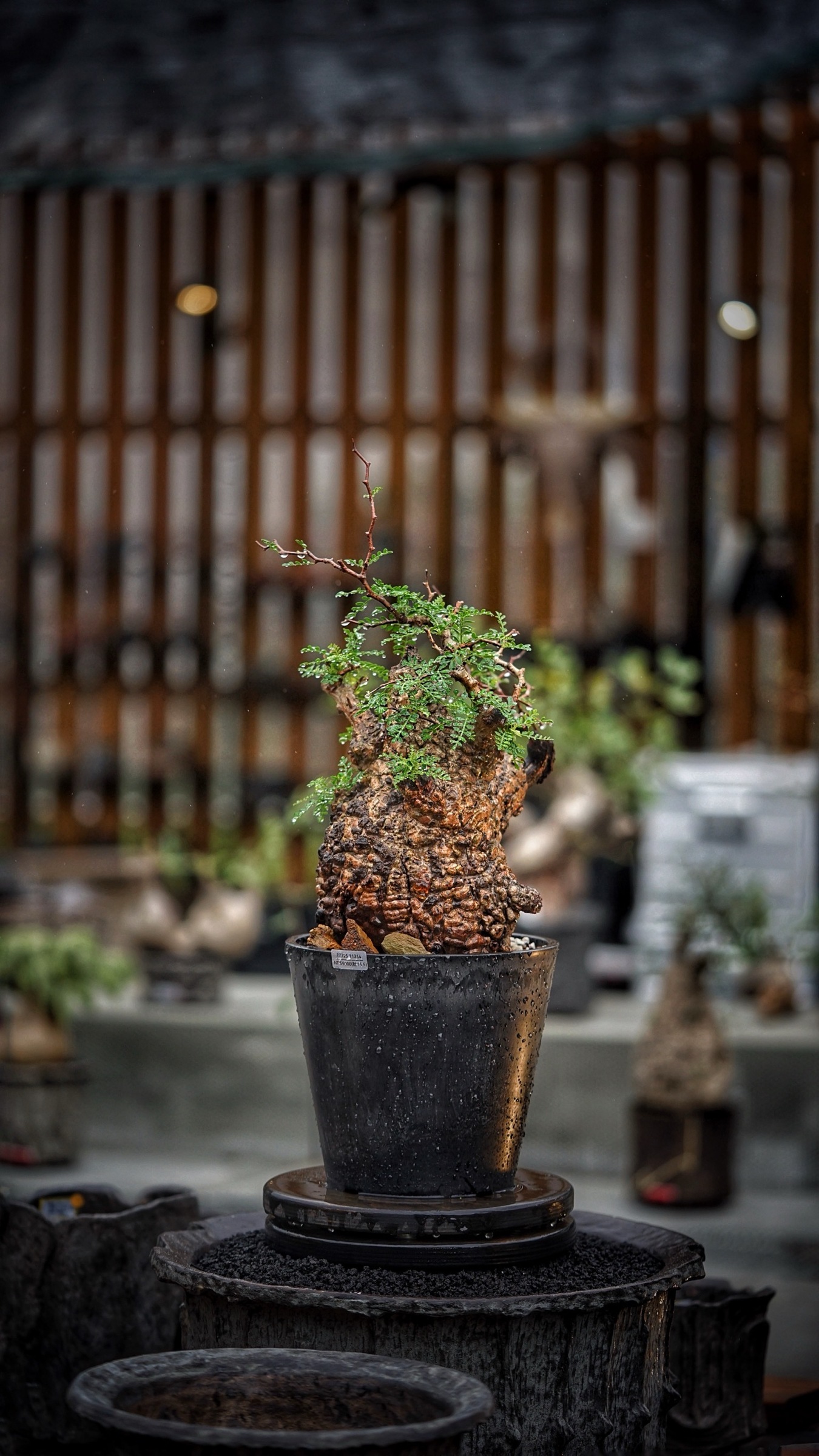 image_05D7D235-97CF-4CE4-A2C2-A0D3C0D21B9A_1787388210