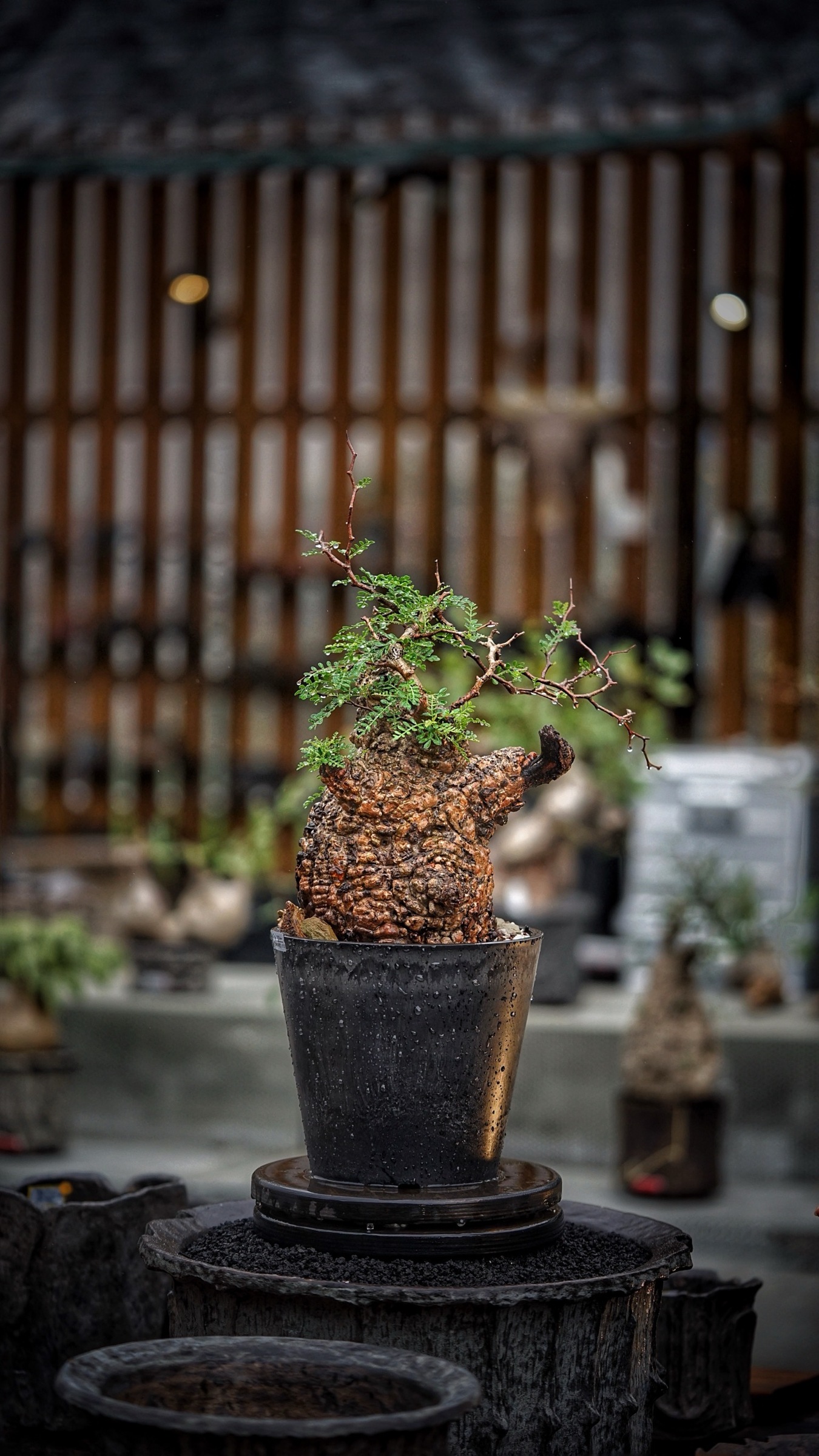 image_E3D324B4-3562-4A48-B7B4-360FC8BB06F2_1787388210