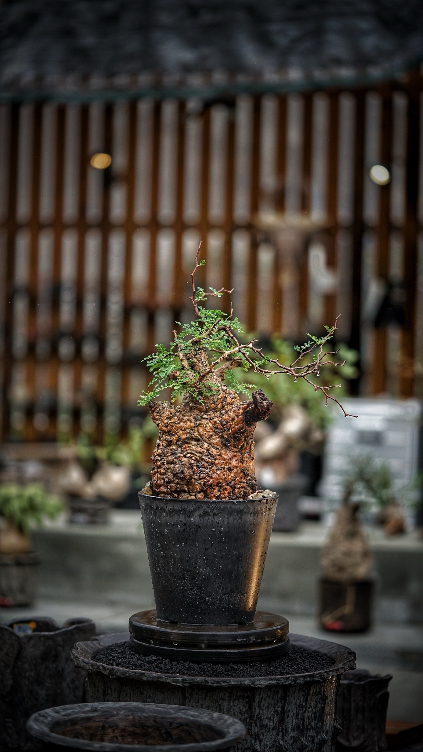 image_1BA708F5-CD62-42E6-BCED-F15604EADFAB_1787388210