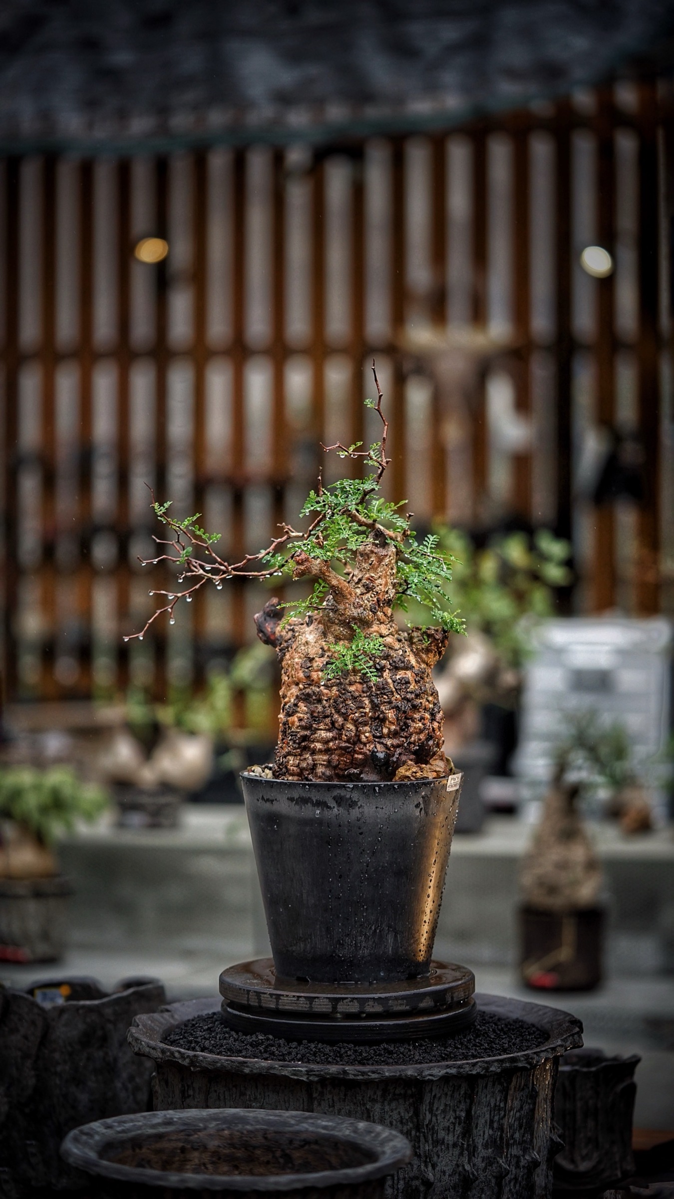 image_63578BBE-E9F2-42CF-9324-DCE58AE5F675_1787388210