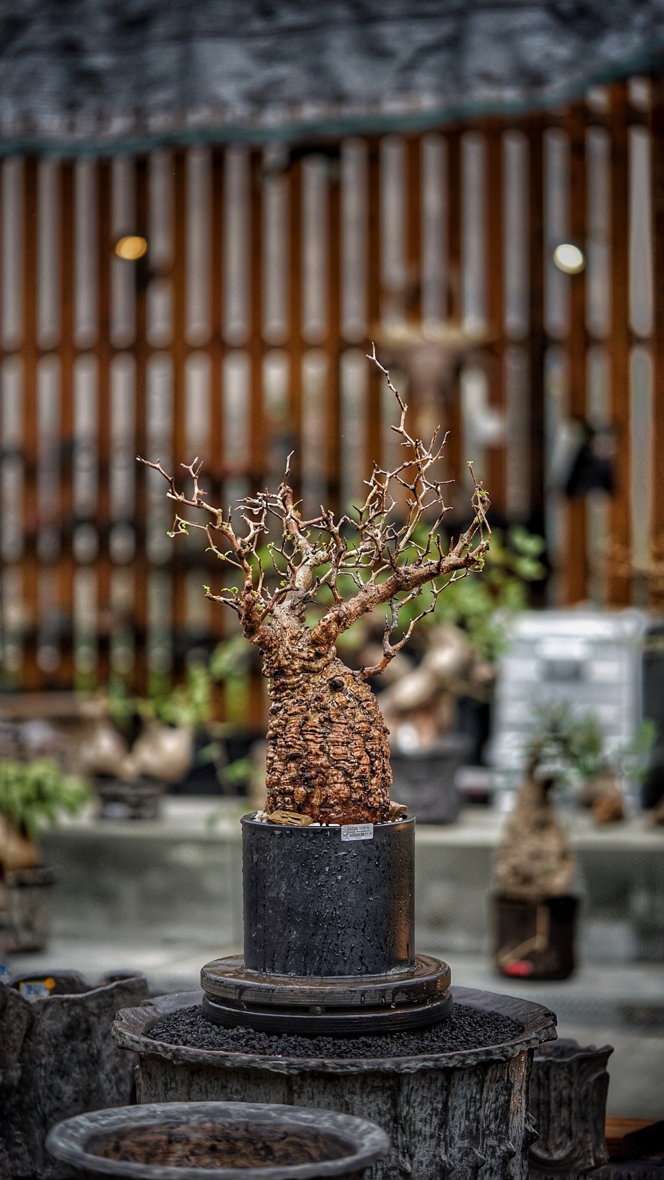 image_1C9A9738-E746-4A64-85DF-897599D2C223_1787388324