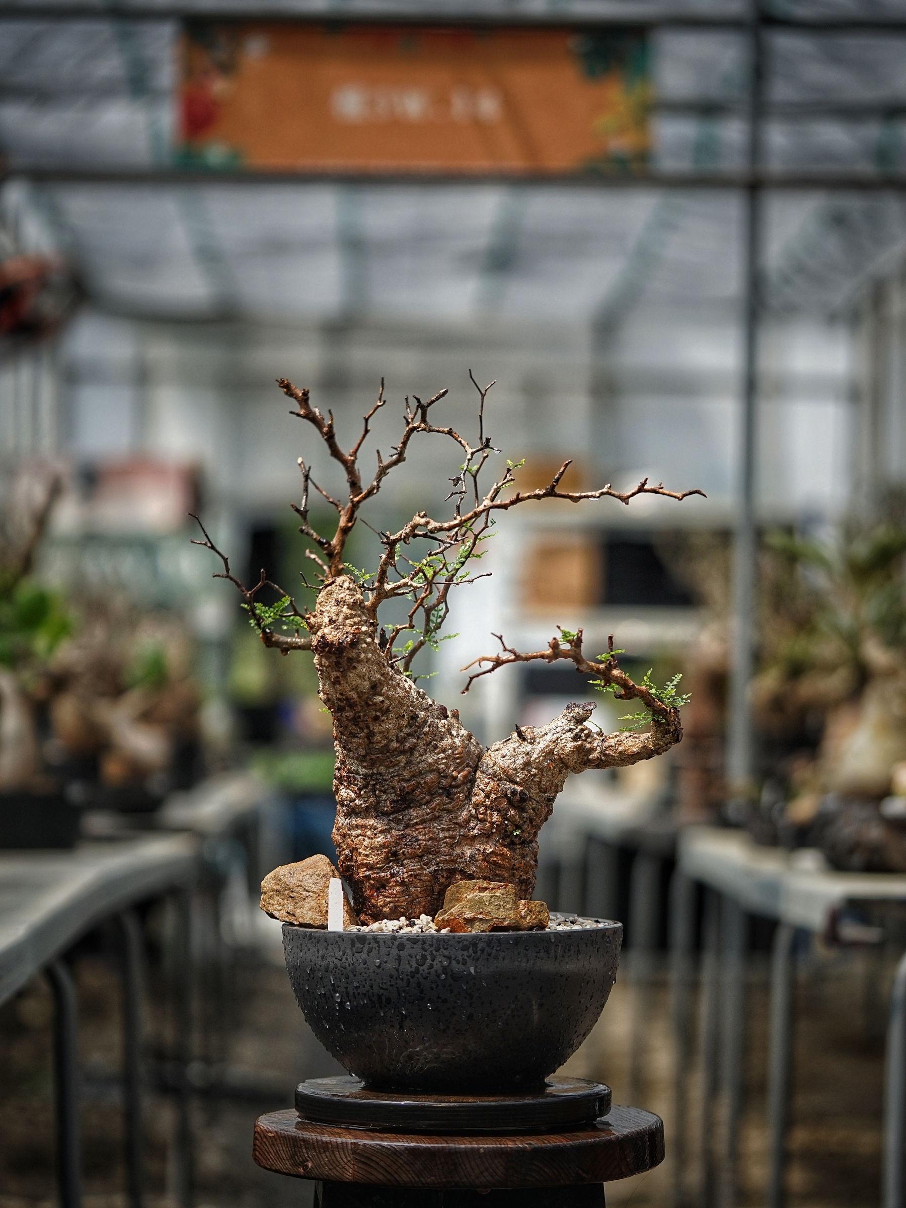 image_E637F66C-1302-4256-8B71-10D73EB739DA_1789276517