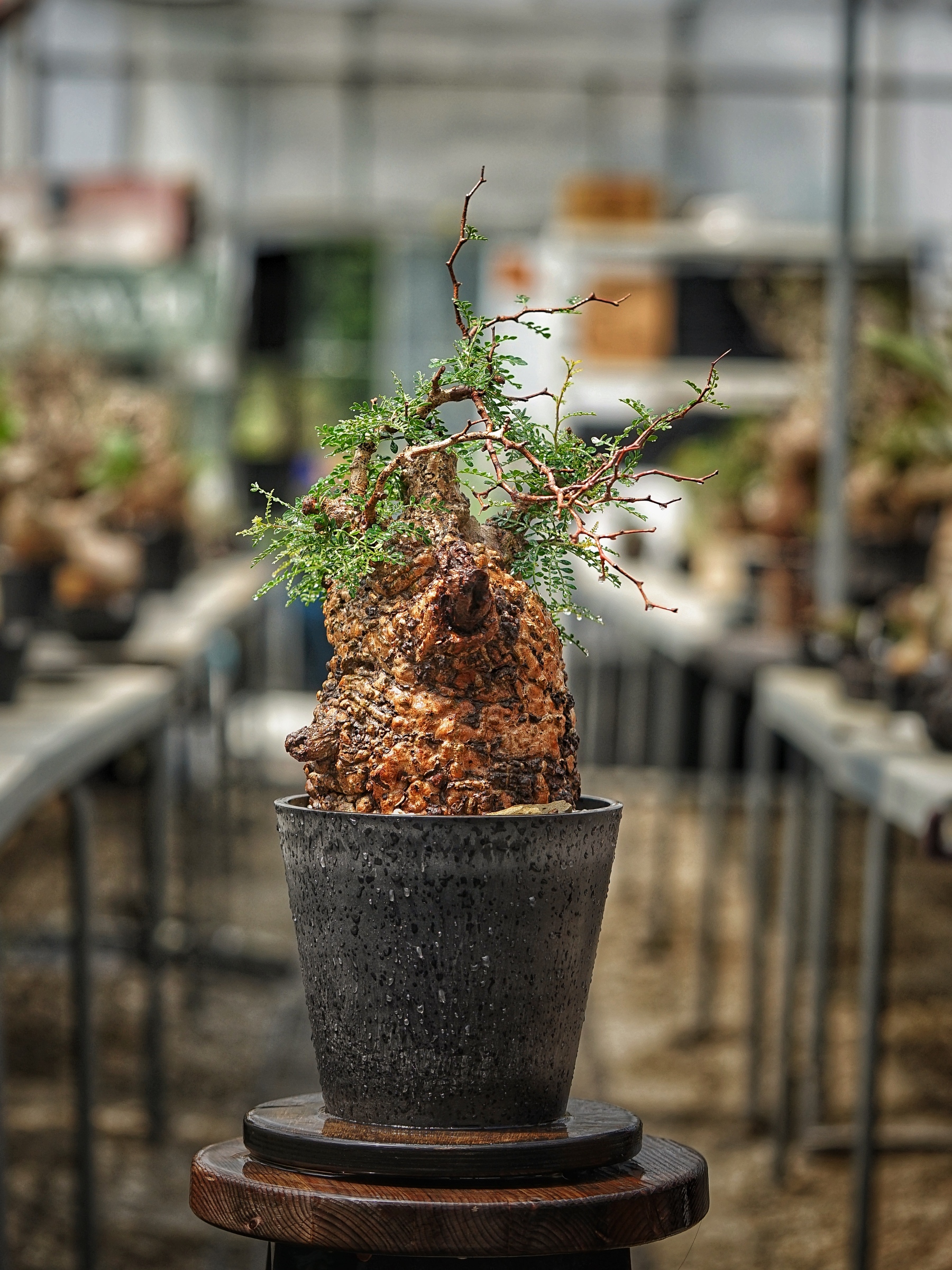 image_37A4D6EF-30F6-470C-9D45-8A183667BDF4_1789277416