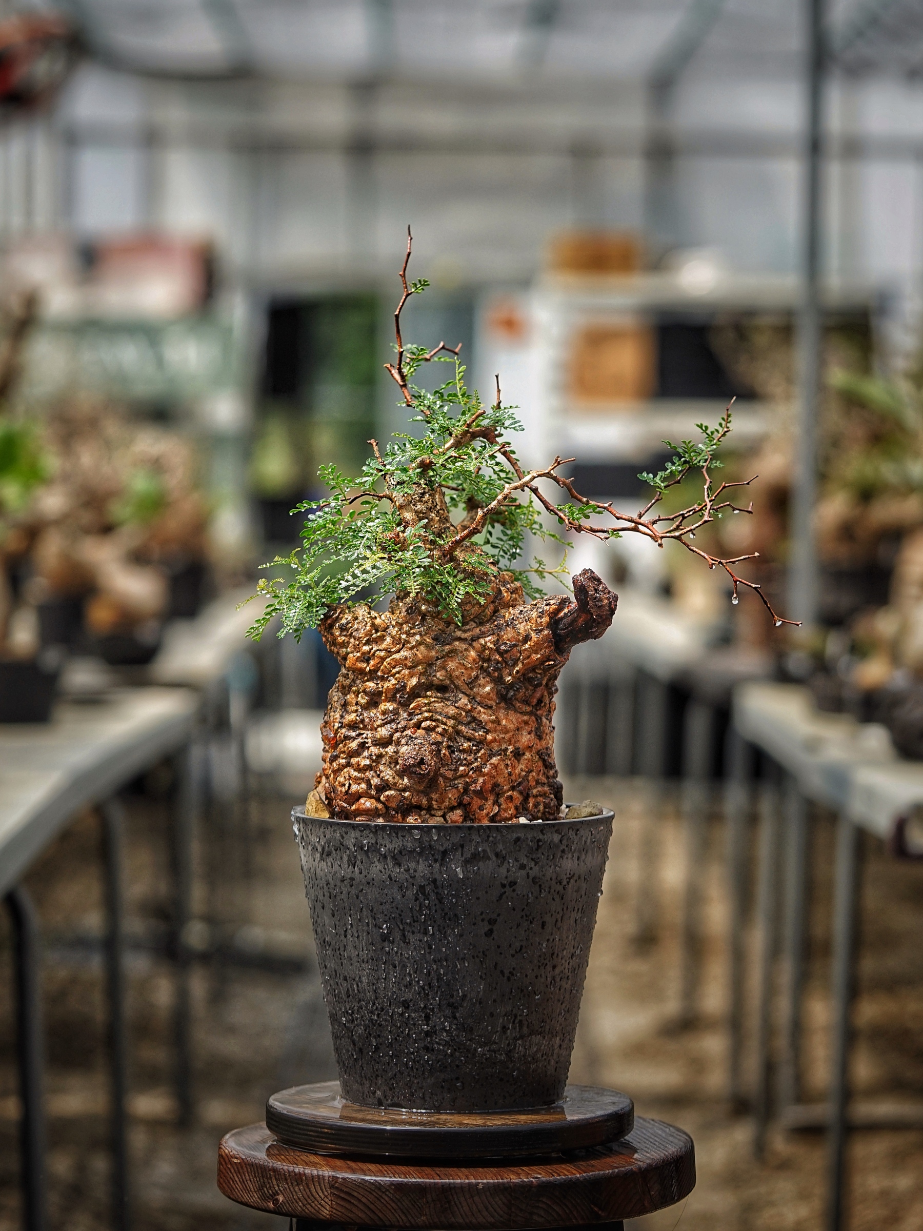 image_E9148A97-E336-46F2-B40F-A337E08F35D1_1789277416