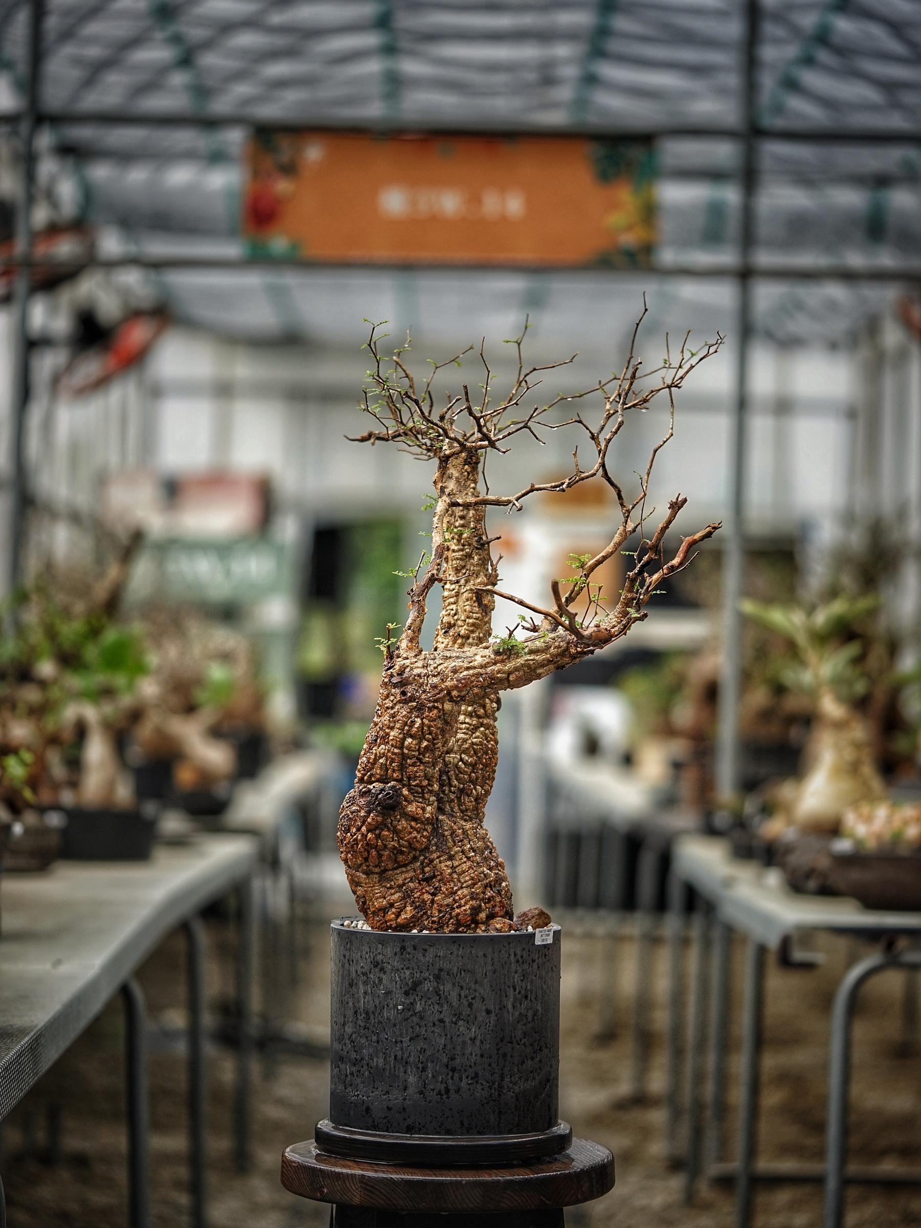image_E7B160A8-74FC-4D82-B810-3BA3856F3F7A_1789277941