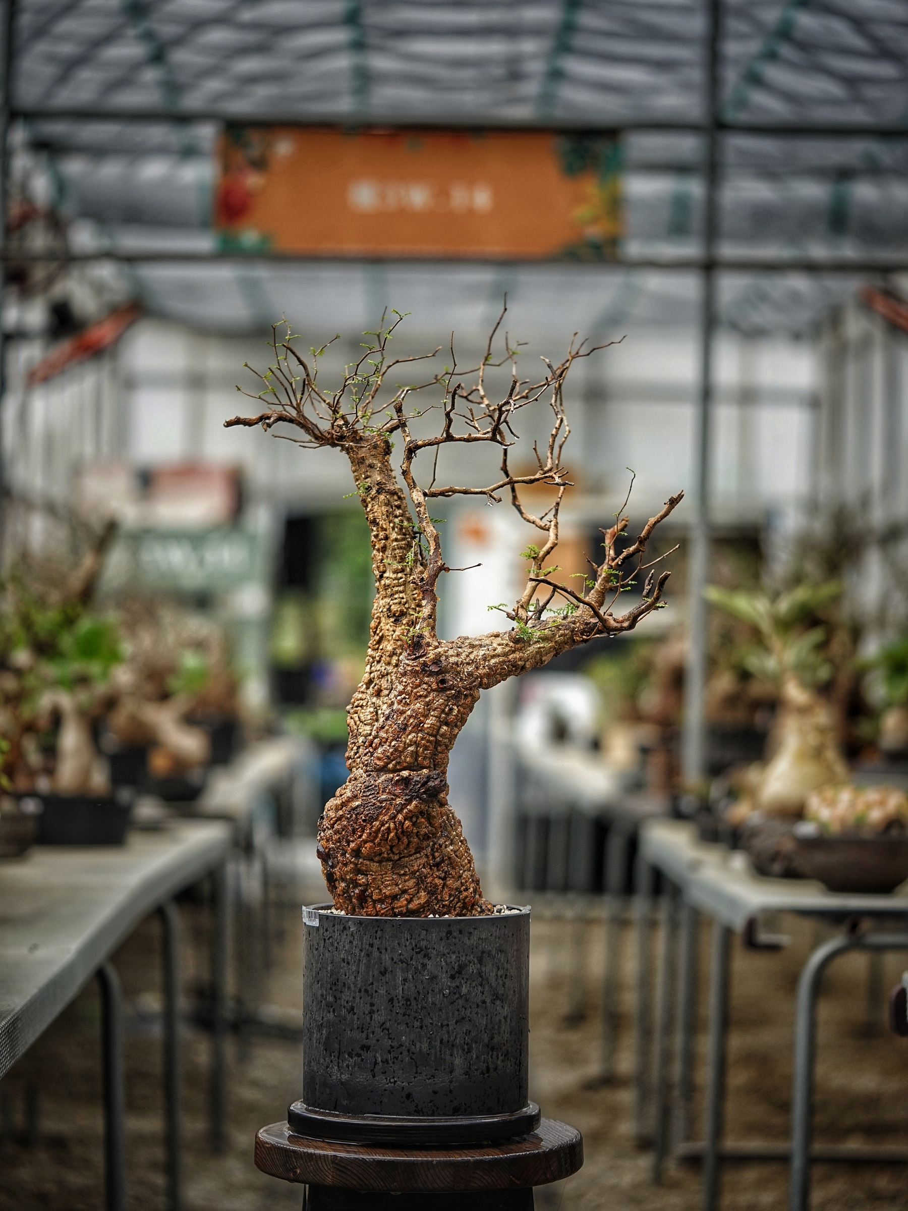 image_22DDD95E-4AE5-4244-B441-5E6A3964CF14_1789277941