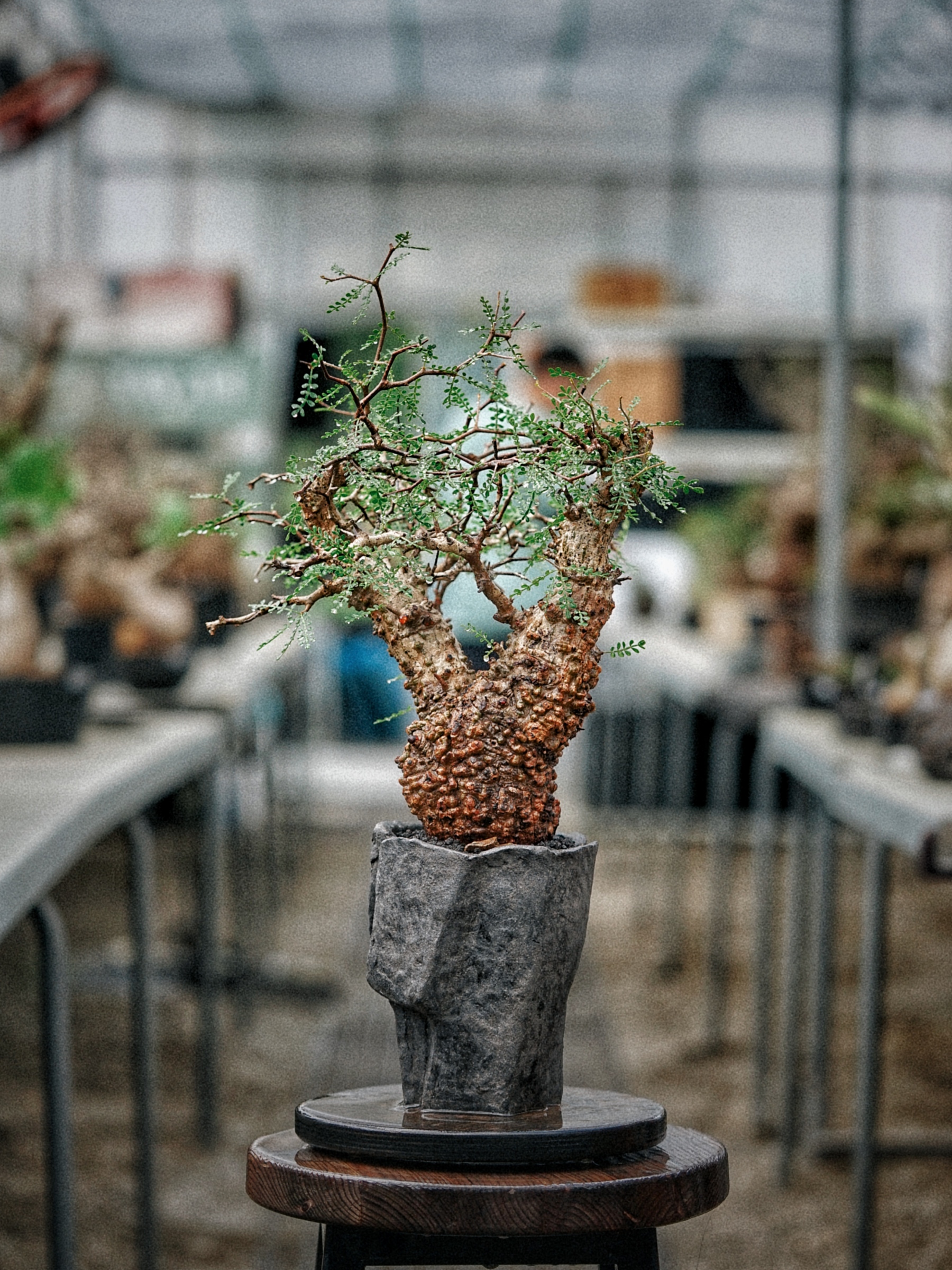 image_D649D5BE-366B-43A0-BC85-04EAC67F9EC0_1789279631