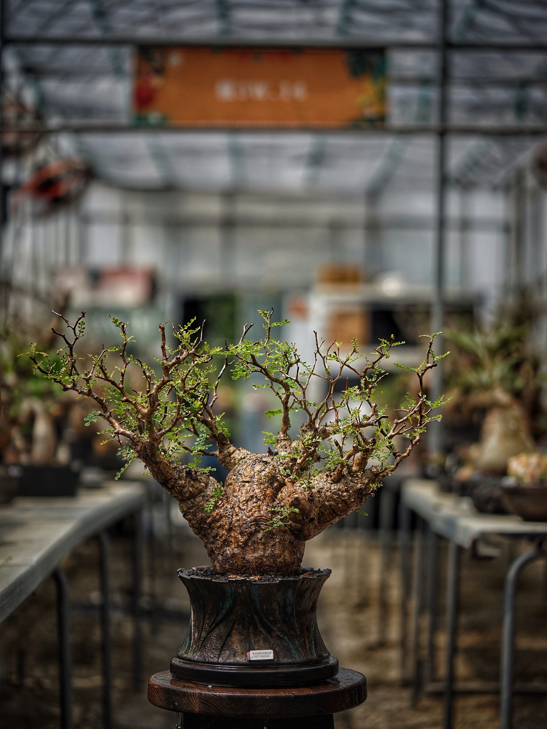 image_353B1E30-C835-403D-AA6D-B59E871134BC_1789279879