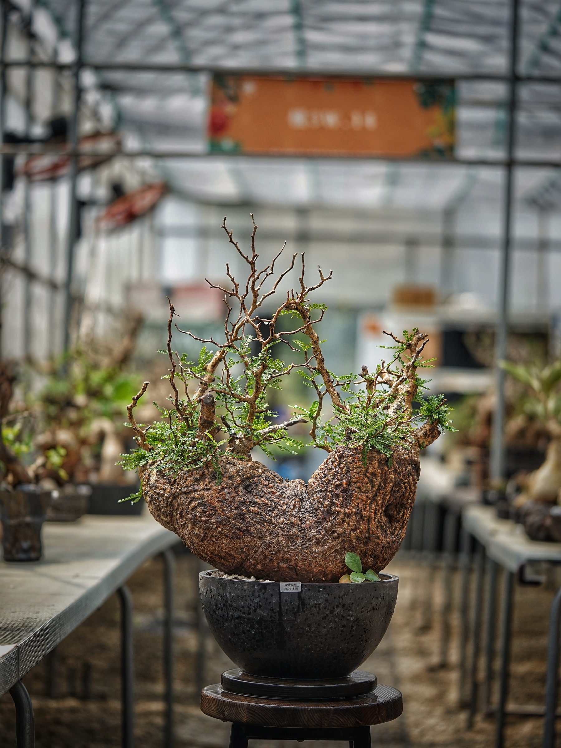 image_72CE8AF8-0C37-4426-B2FD-EED614691799_1789285651