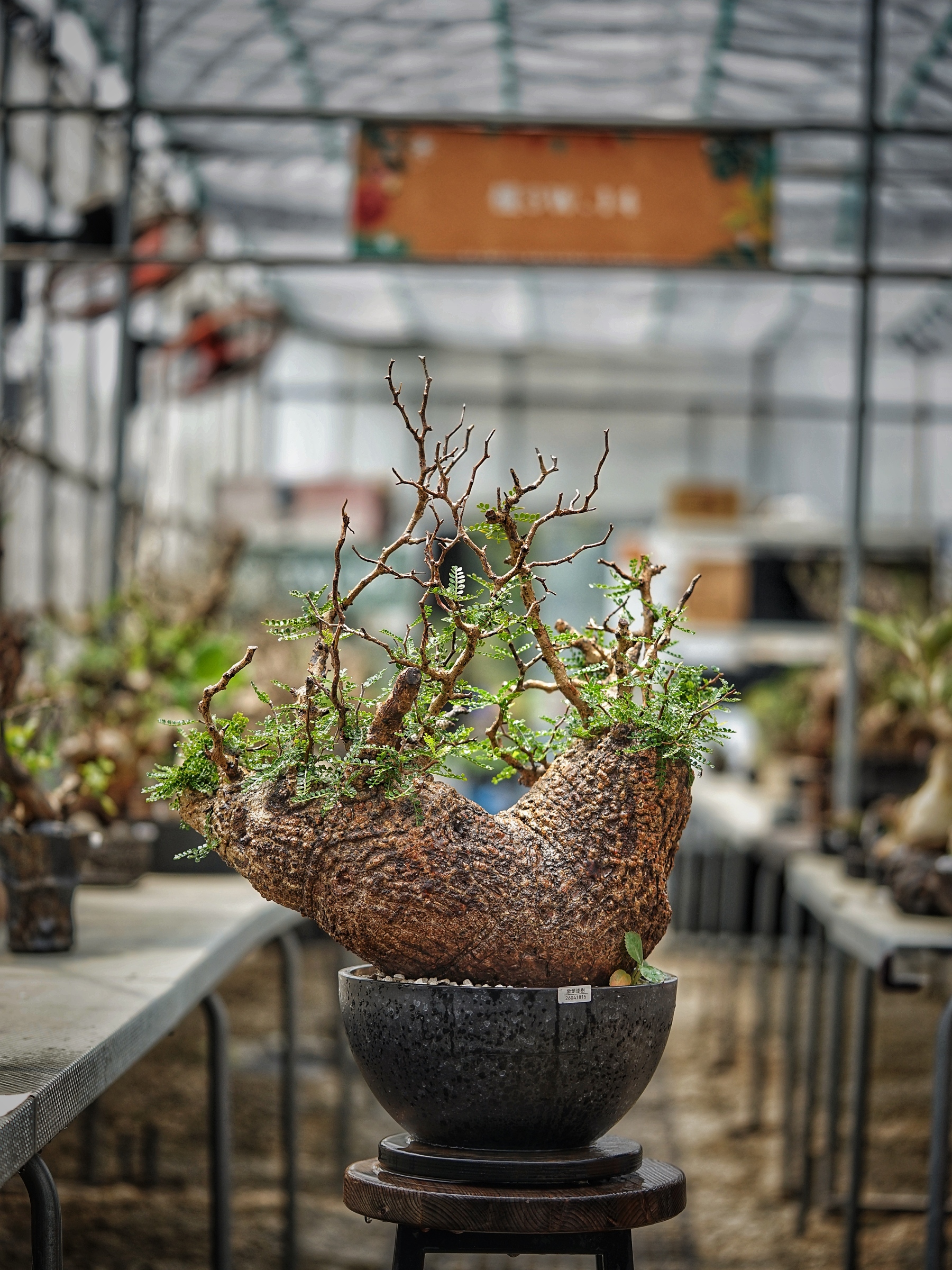 image_8451533E-26A4-4F2D-8444-8A6662EA43C2_1789285651