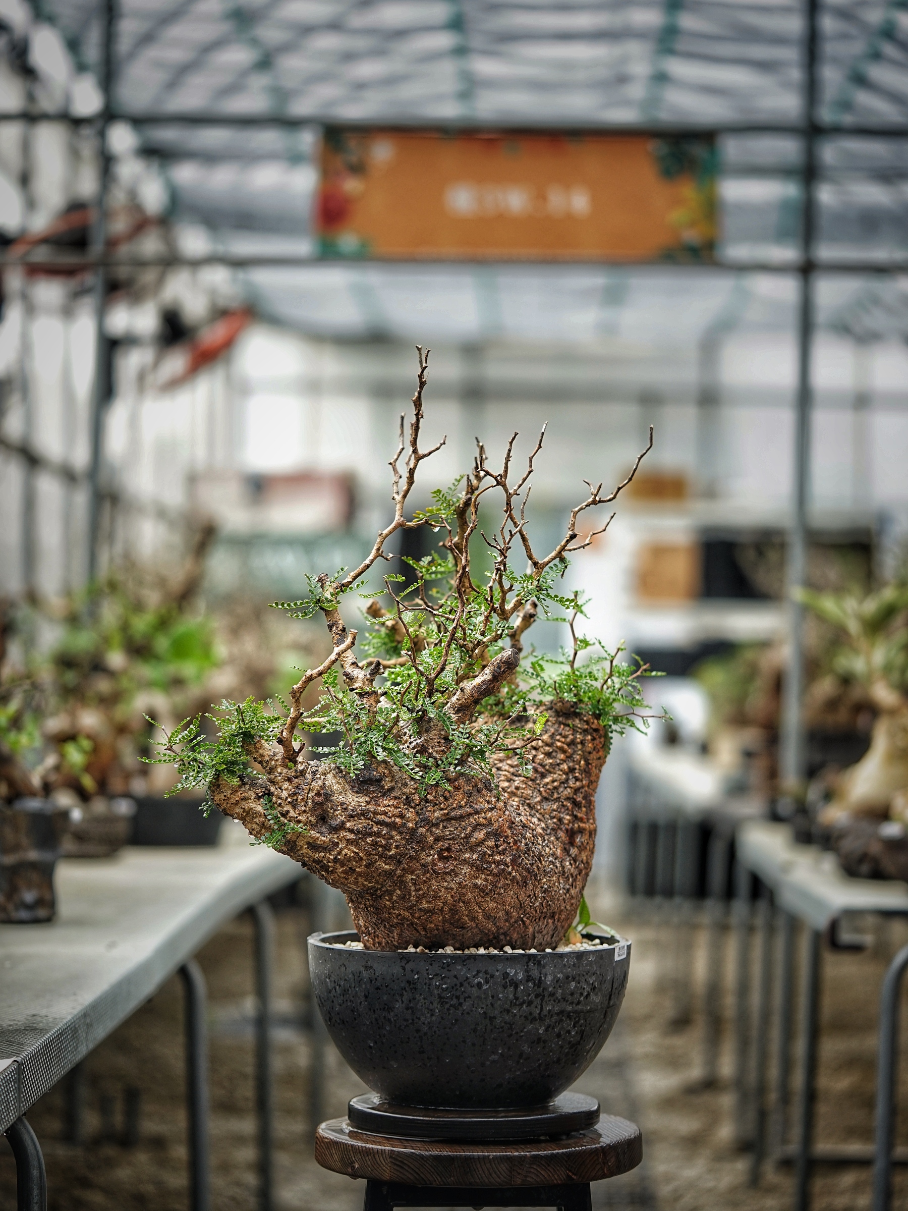 image_3DF8CC09-5F86-477C-B172-7573F05AFB84_1789285651