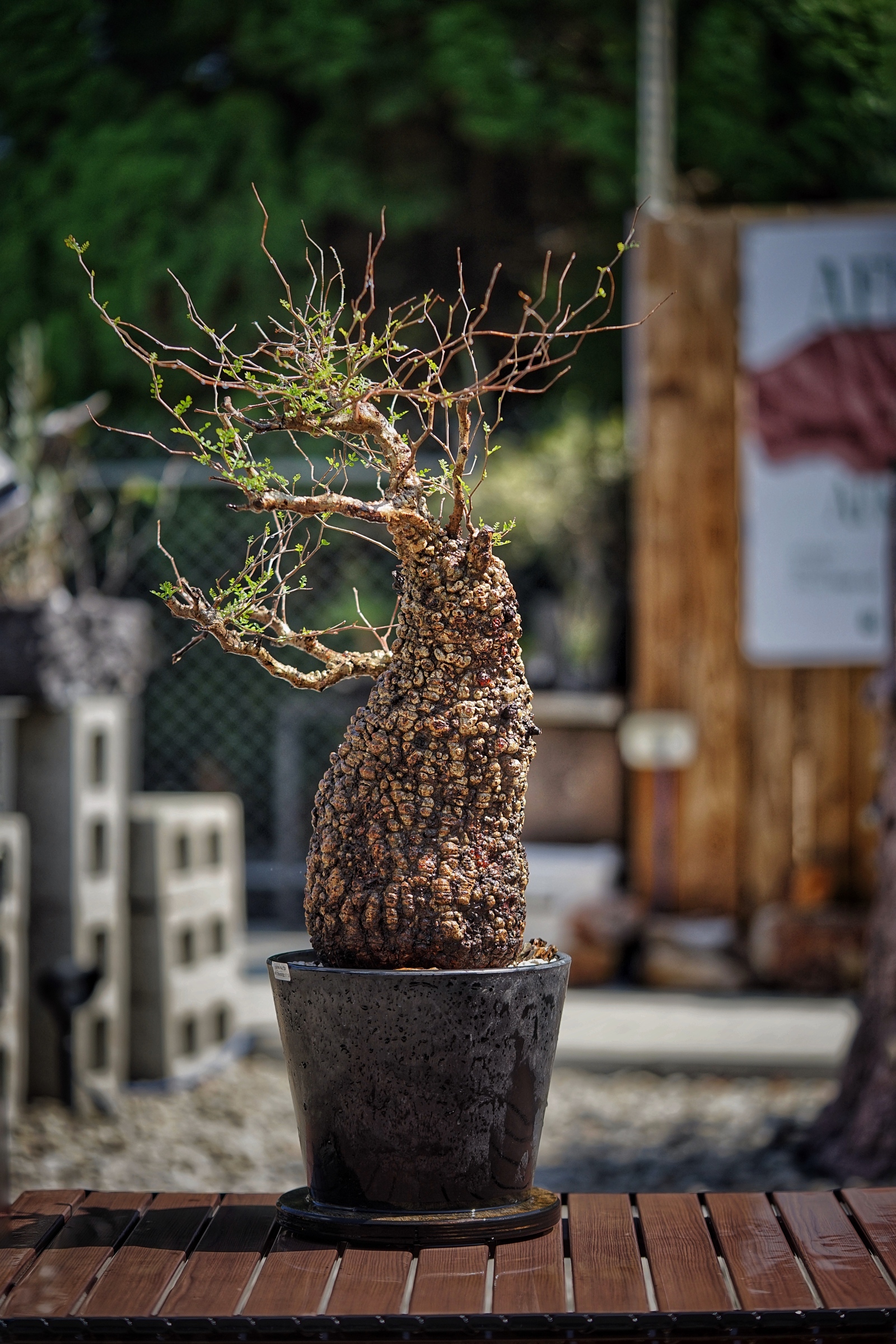image_36D72423-FD5D-412F-A7A4-1B23F42376CC_1791092570