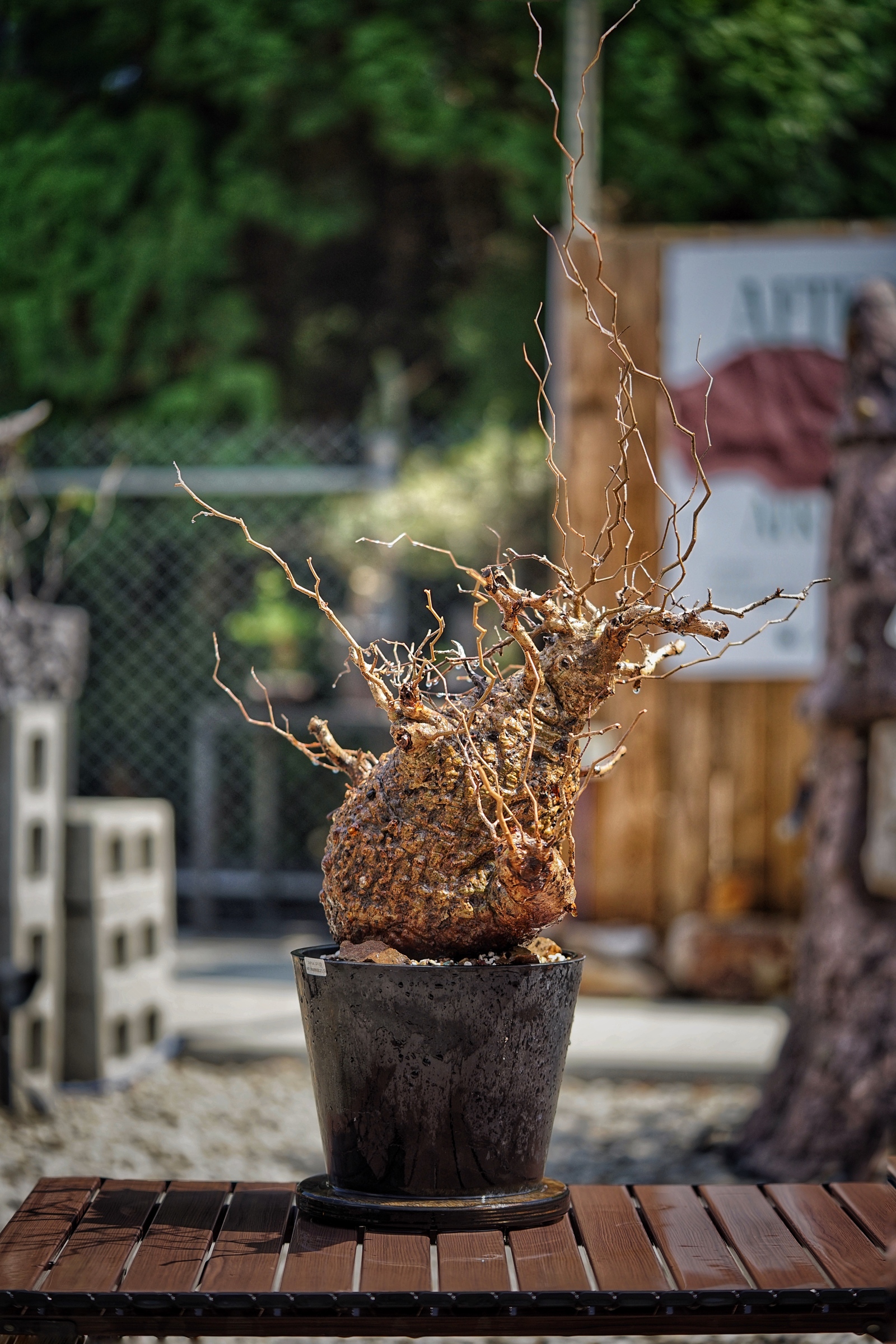 image_4E5023B7-5039-4F15-82C4-767D68FF6FD3_1791093663