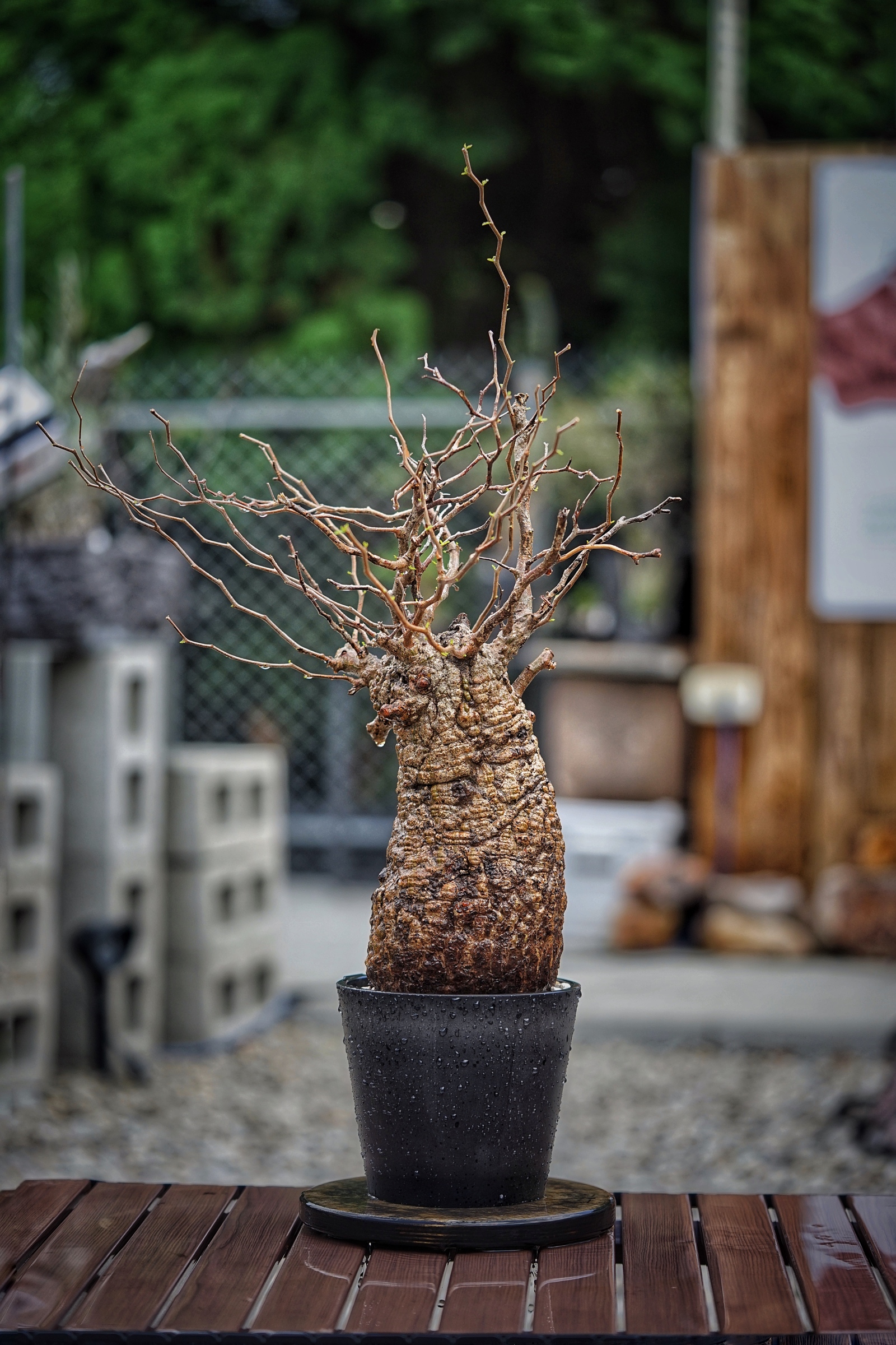 image_C094E8C3-3E16-47CF-B3EA-A52B1C41F362_1791095744