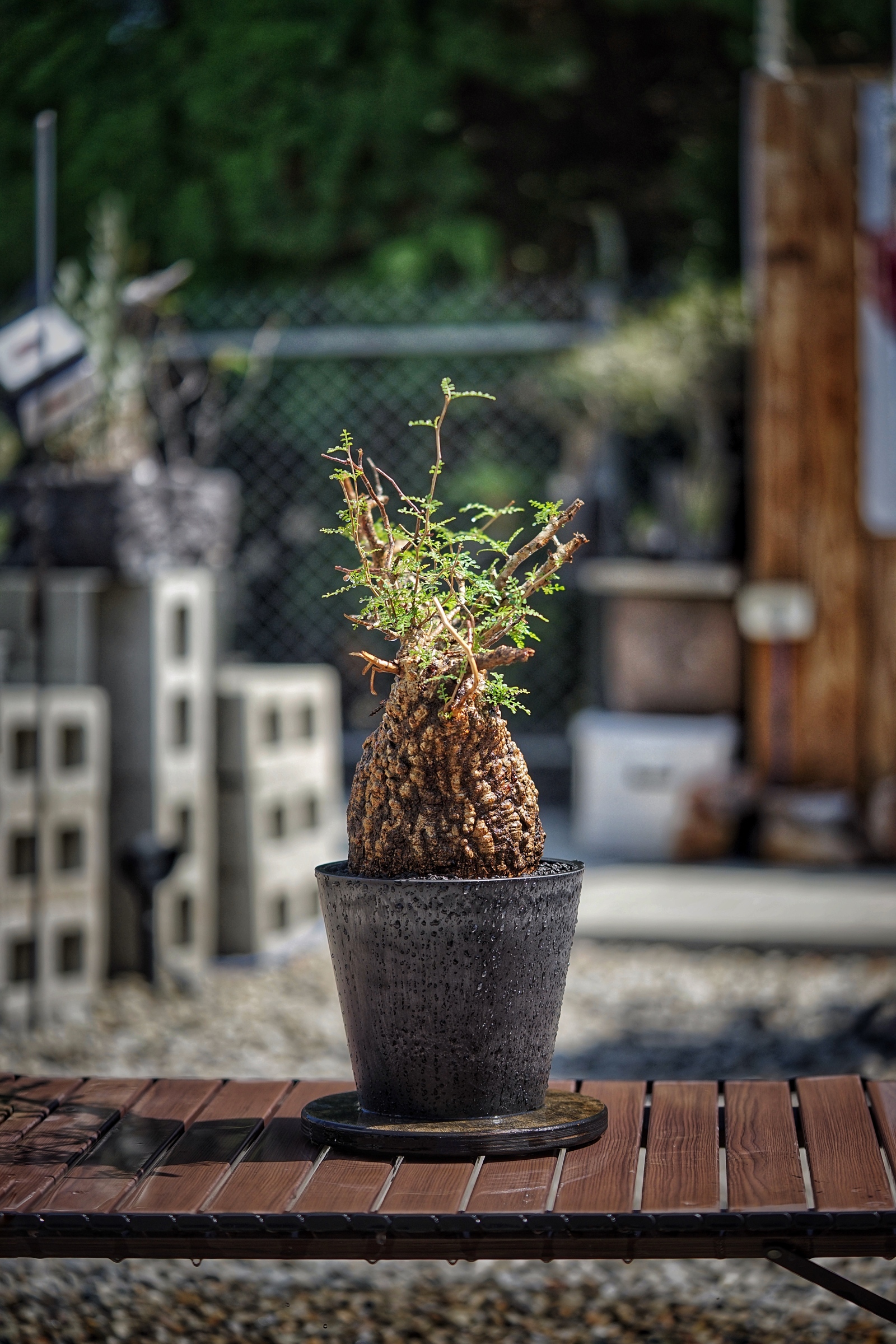 image_20398DD8-156B-4B22-8A27-D5BF691409D3_1791096760