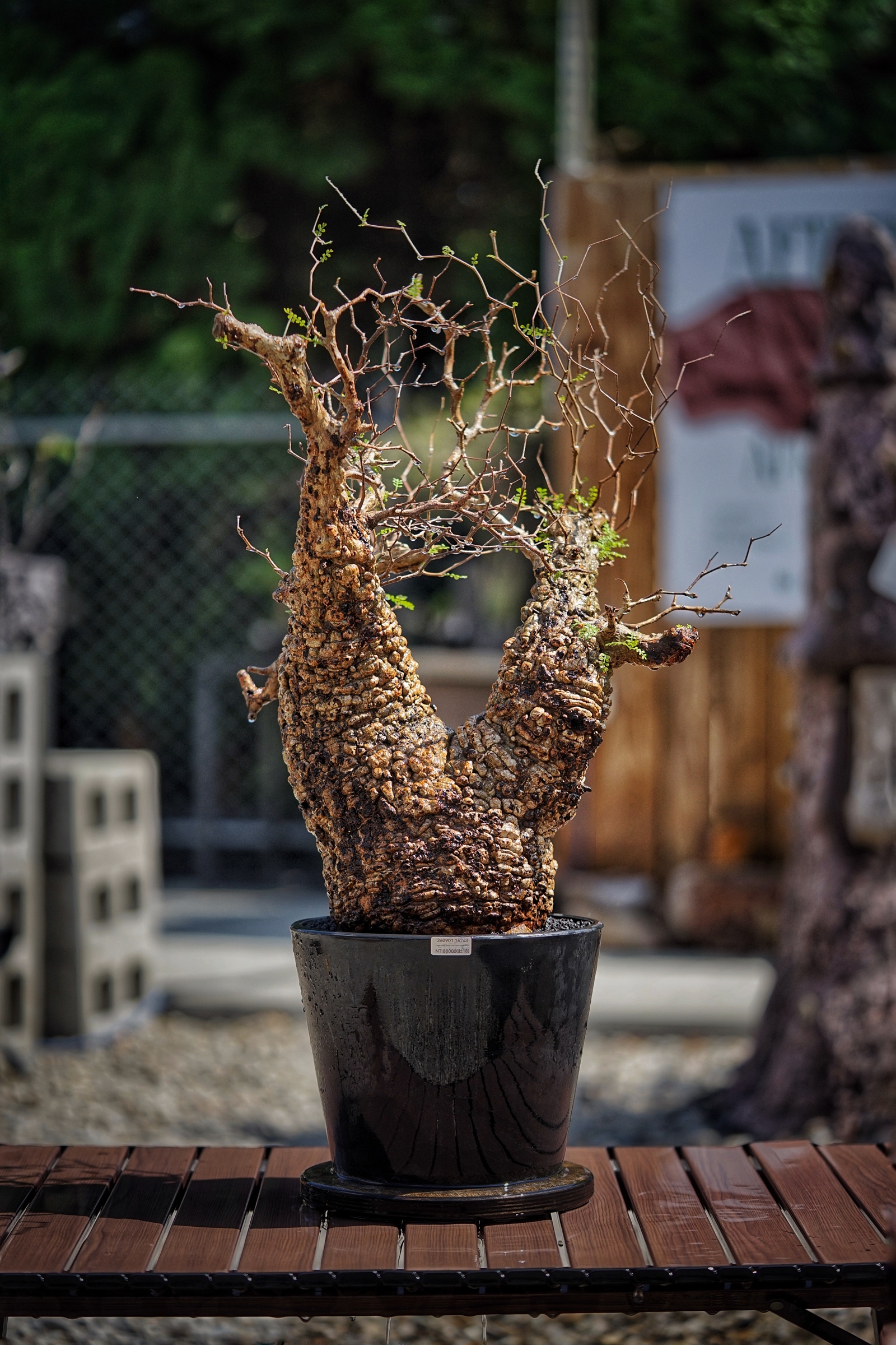 image_B1342ADE-5D55-40F7-AB8C-C0E6104C0460_1791097269